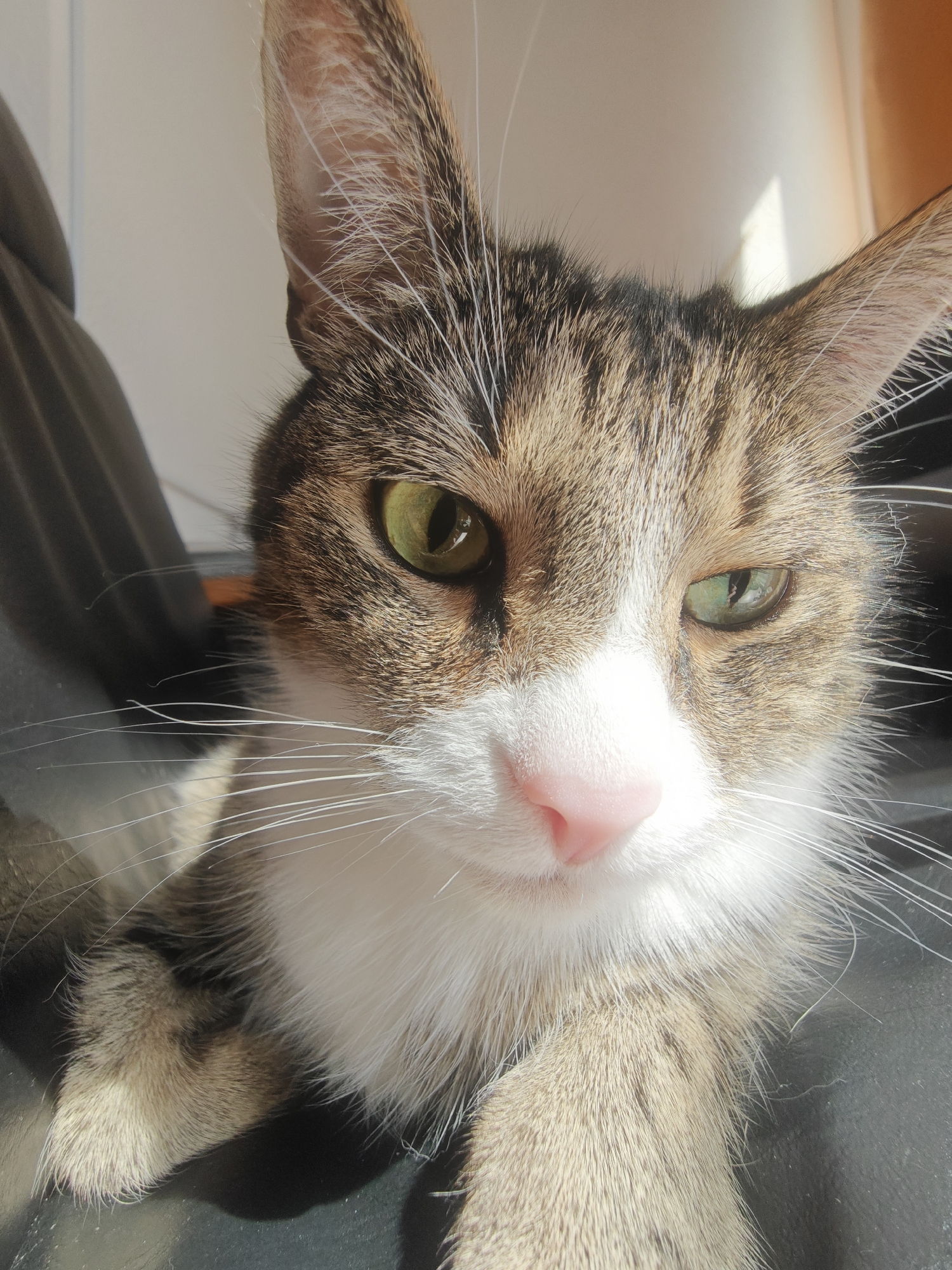 A close-up photograph shows a cat with green eyes, a pink nose, and a white and brown tabby coat. The cat is sitting indoors, likely on a dark chair, with natural light illuminating its face. The location of the image is unknown, and there is no indication that it was taken in the city of Shushary, Russia.