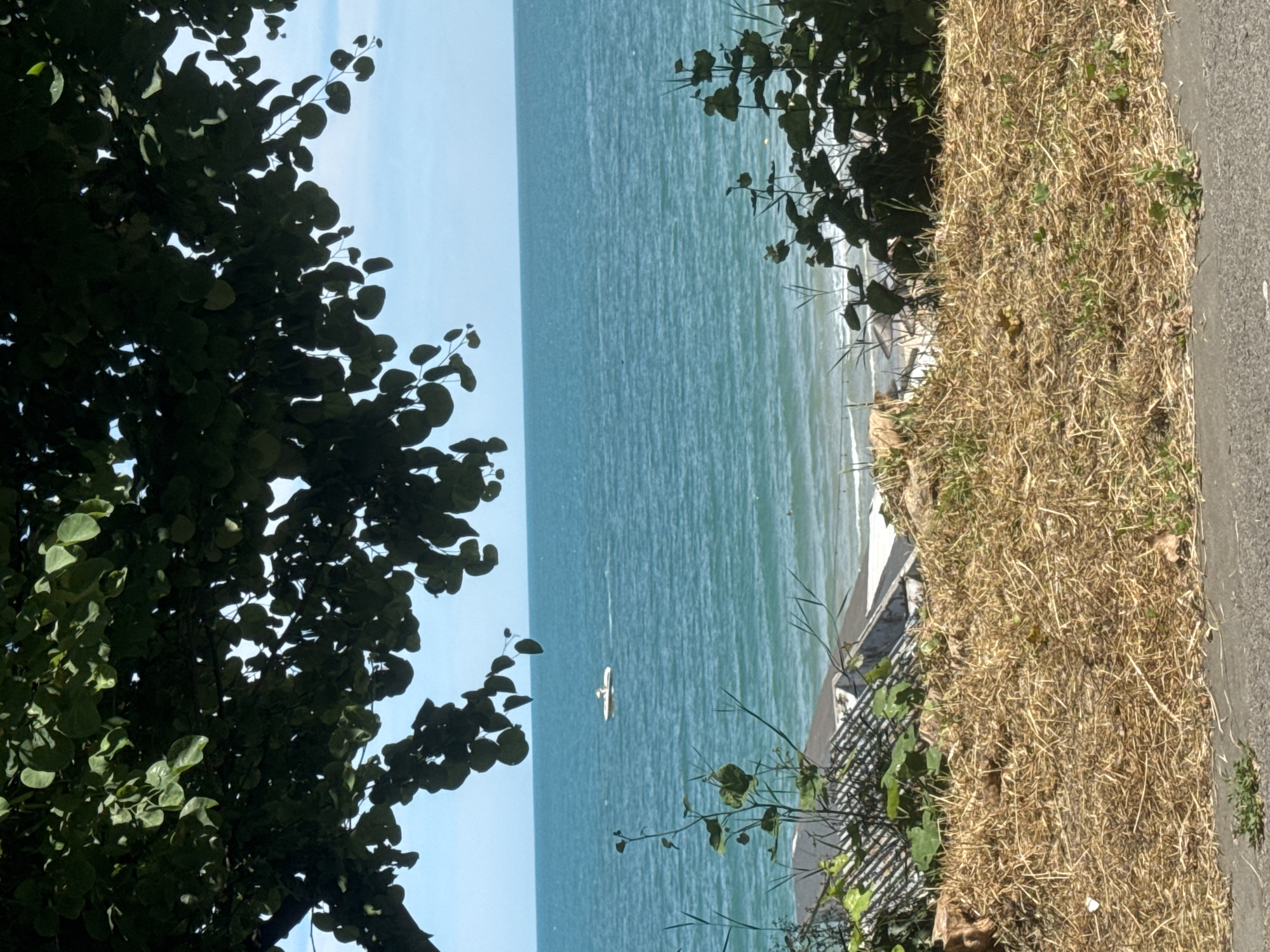 A vertical photograph depicts a view of the Black Sea from a grassy embankment. The foreground is dominated by the dark green foliage of a tree on the left and dry, golden grass with scattered greenery on the right. A narrow, grey paved path runs along the right edge of the image.
In the middle ground, the turquoise water of the sea stretches towards a distant, hazy horizon. The water has gentle ripples, indicating calm conditions. A lone white seagull is captured in mid-flight over the water. Along the edge of the water, there appears to be some debris or a weathered structure, possibly part of a seawall or discarded materials, and a metal fence with a wire mesh pattern.
The sky above is a pale blue, suggesting a clear or partly cloudy day. The lighting suggests it is daytime, likely mid-morning or afternoon, with soft sunlight illuminating the scene. There is no discernible text in the image. The overall impression is one of a natural coastal setting, possibly a park or a less developed area near the sea. The presence of the dry grass might suggest a warmer season, like late summer or early autumn.