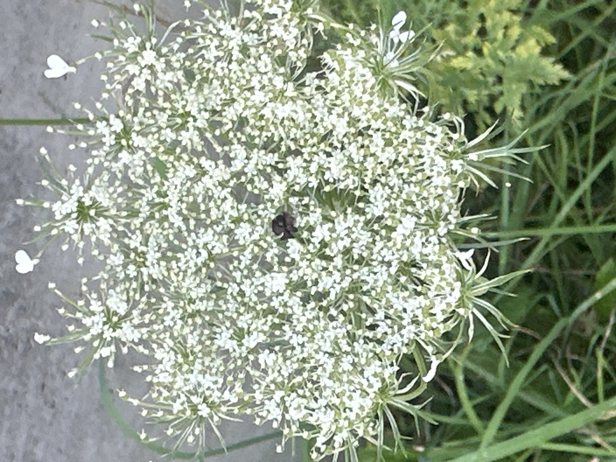 A close-up, overhead shot of a Queen Anne's Lace flower in the city of Bad Endorf, Germany. A small, dark insect is perched on the center of the flower. Two small, heart-shaped white petals are visible near the top of the flower's bloom. The flower is surrounded by green grass and a textured, grey surface, possibly a wall or pavement, in the background.