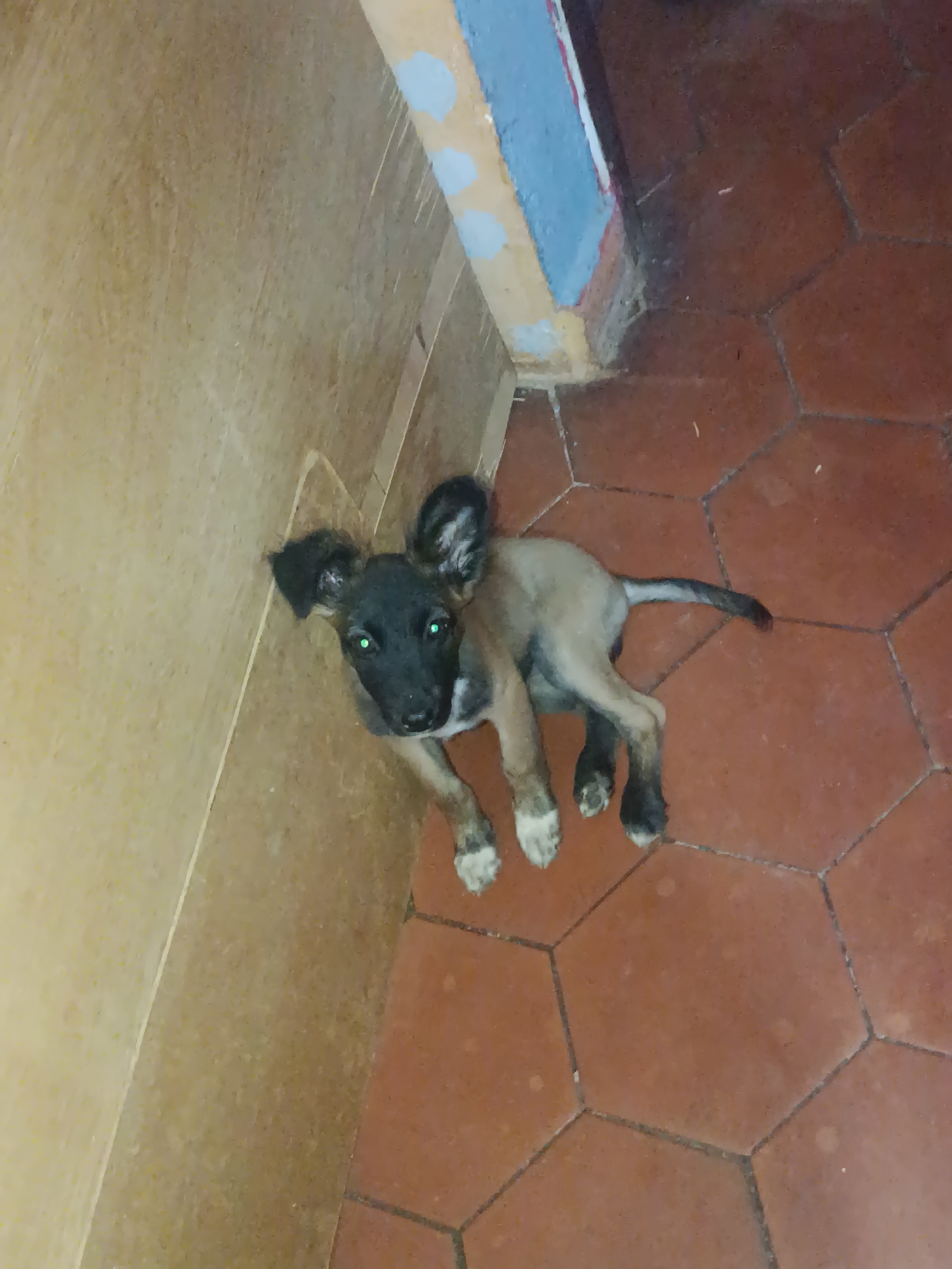 A tan and black puppy with large ears lies on red hexagonal floor tiles. The puppy is oriented towards the camera, looking upwards with bright green eyes. The floor tiles surround two walls in the upper left of the image. A door frame is visible in the top center of the image. The door frame has light yellow, light blue and white paint on it. Based on the available information, determining the specific location in Juan Griego, Venezuela, is not possible.