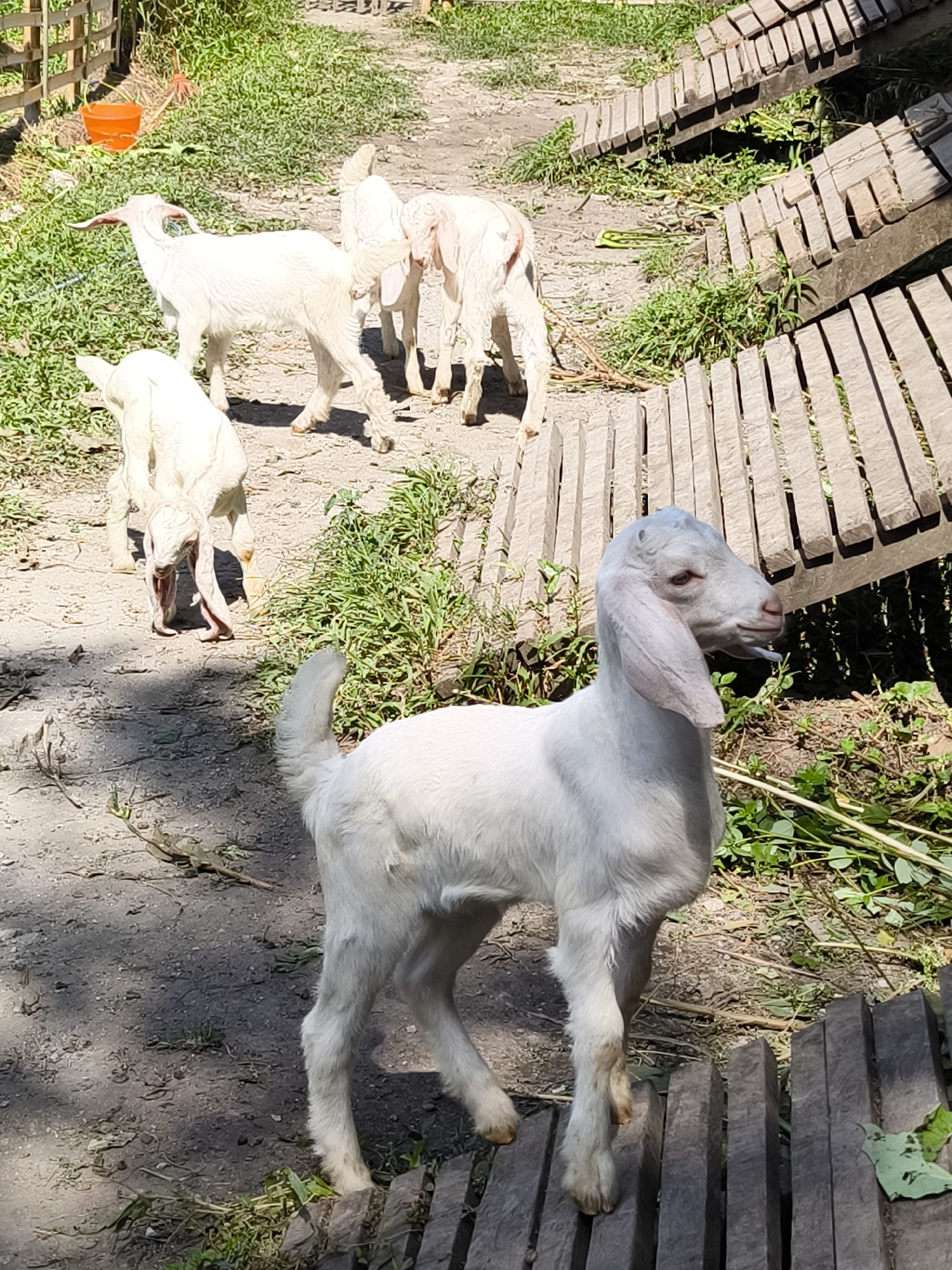This image, captured in Kerambitan, Indonesia, depicts a sunlit outdoor scene featuring multiple white goats and various structural elements. In the immediate foreground, a white goat with large, pendulous ears and a light blue marking on its head and lower lip stands facing right, partially on a series of dark wooden slats. To the left, another white goat extends a long tongue towards the left. Behind these, additional white goats are partially visible, with at least two displaying their hindquarters and one in the background on the left looking towards an orange plastic bucket. The ground consists of dry, light-colored soil intermixed with patches of green grass and small plants. In the upper-left, a wooden fence line is visible. The right side of the image features a prominent structure composed of numerous dark wooden planks, appearing as a pathway or ramp, partially collapsed or unevenly laid. Shadows cast by the subjects and structures indicate strong overhead sunlight.