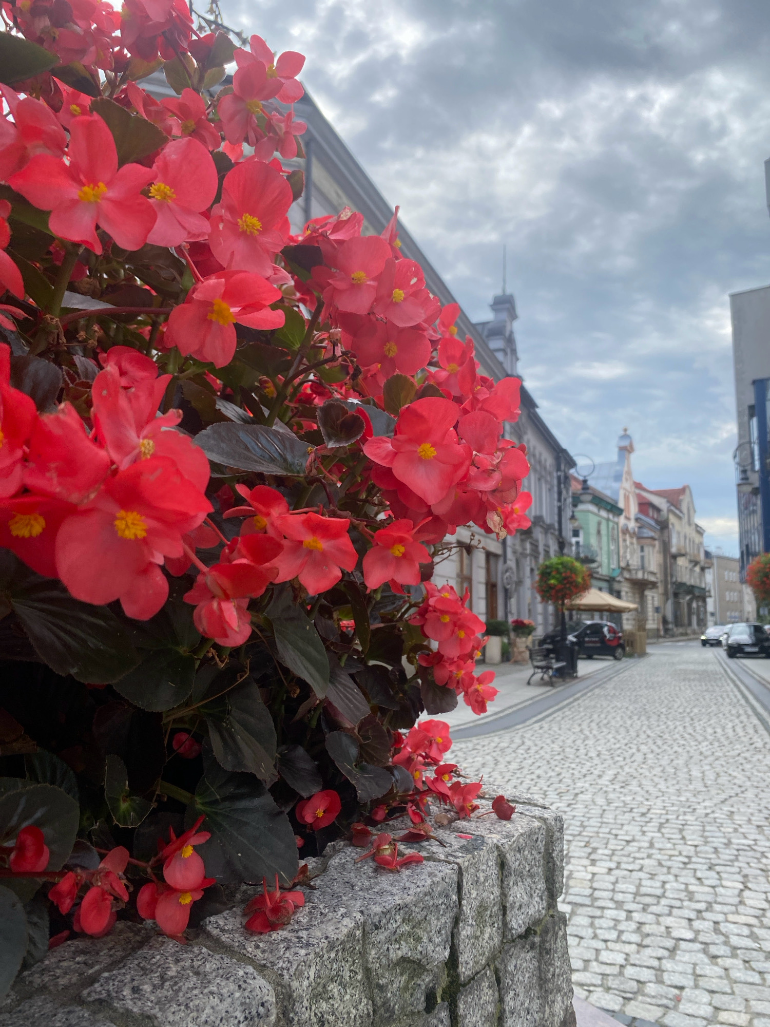 A vertical, eye-level, medium shot captures a vibrant display of red begonia flowers in the foreground, their petals and dark green leaves filling the left side of the frame. The flowers are set against a rough, grey granite wall. Beyond the wall, a cobblestone street curves gently to the right, lined with traditional European buildings featuring varied architectural styles and muted colors. The sky is overcast with diffused light. A few cars are visible on the street, indicating it is an urban setting. The scene is likely from a pedestrian area or a street in the historic center of Nowy Sącz, Poland, given the architectural style of the buildings and the presence of cobblestones, common in European old towns.