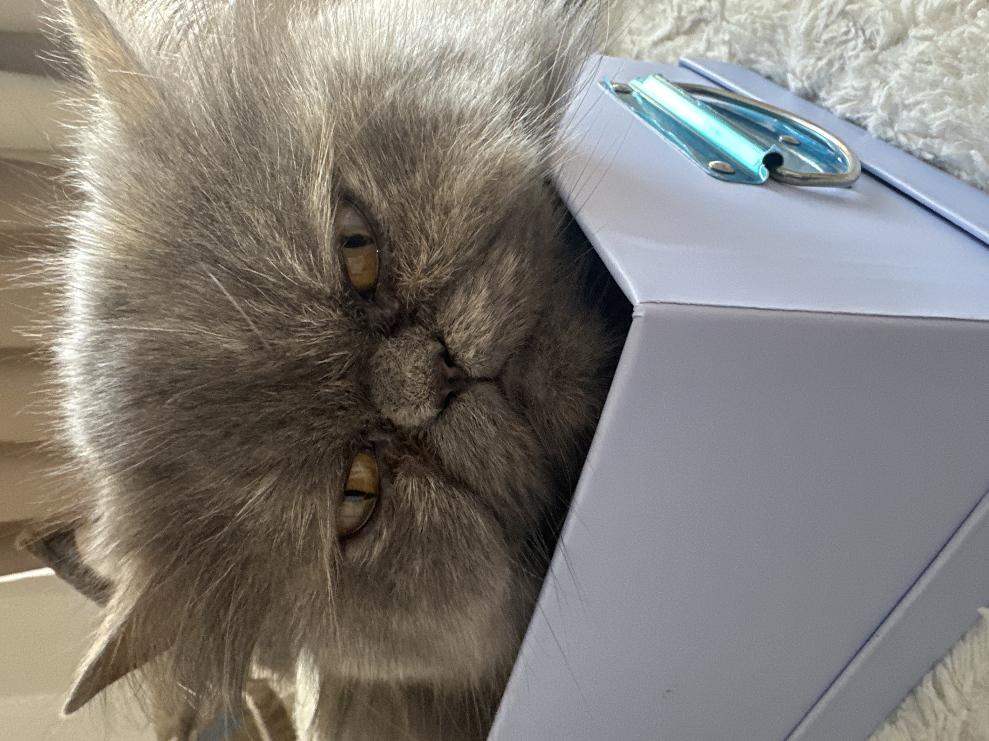 A fluffy, grey Persian cat is partially inside a light purple box, with its face visible. The box has a light blue handle. The cat's eyes are golden-yellow. The background is a textured, off-white surface. The image appears to be taken indoors. There is no evidence in the image to indicate the location is in Burgas, Bulgaria.