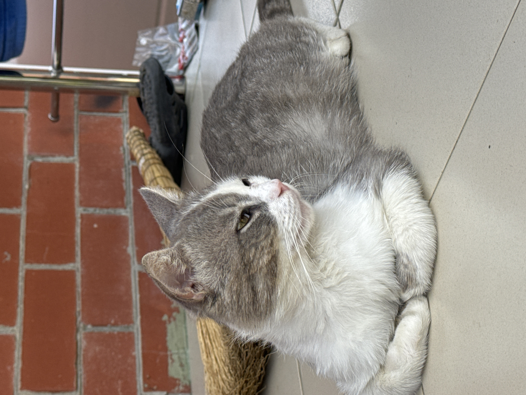 A medium shot captures a grey and white cat lying on a tiled floor. The cat is positioned on the right side of the frame, with its body extending towards the bottom right corner. It is facing to the left, with its head turned slightly away from the camera, displaying a side profile of its face. The cat has green eyes and a pink nose. Its front paws are tucked neatly underneath its chest. Behind the cat, to the left, a part of a broom is visible, made of light brown straw. Further in the background, a red brick wall serves as a backdrop. To the right of the broom and behind the cat, a black shoe and some plastic packaging are present. A metal railing is also visible on the far right of the image. The overall scene suggests an outdoor or semi-outdoor setting, possibly a porch or patio.