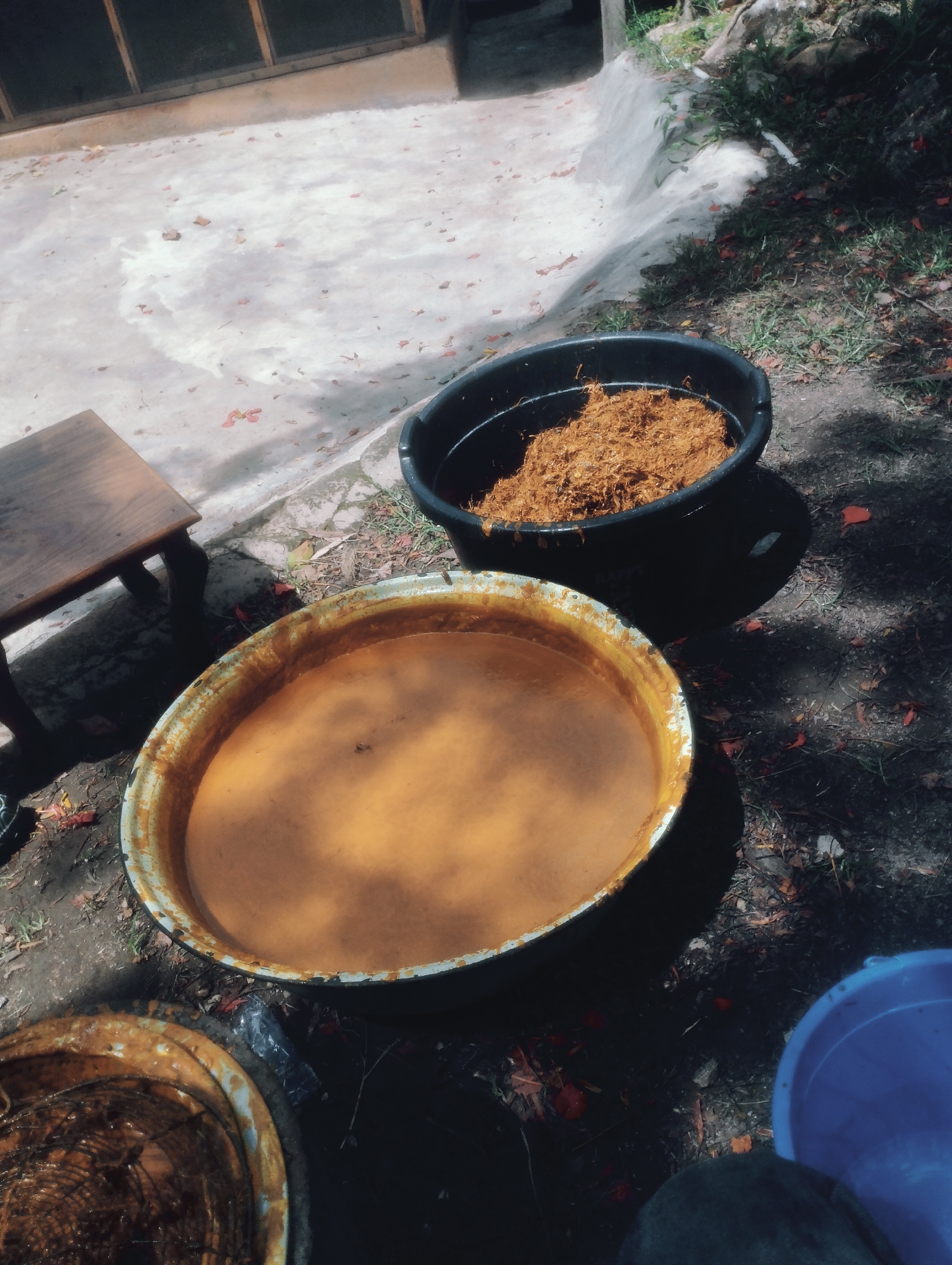 In Jos, Nigeria, a scene unfolds outdoors, likely in a processing area. Two large, circular basins are prominent. The foreground basin is partially filled with a thick, amber liquid. To its left and slightly behind it, another basin contains what appears to be fibrous, shredded plant material, possibly residue from processing. A small wooden table with dark legs is visible to the left of the basins. The ground is a mix of dirt, scattered fallen leaves and petals, and a light-colored concrete surface with some damp patches. In the background, a low-lying structure with glass panels can be seen, and vegetation grows to the right, where shadows are cast by the sunlight. A blue plastic bucket is partially visible in the bottom right corner. The overall impression is of an outdoor processing operation, possibly related to agriculture or food production, taking place in a warm, sunny environment.