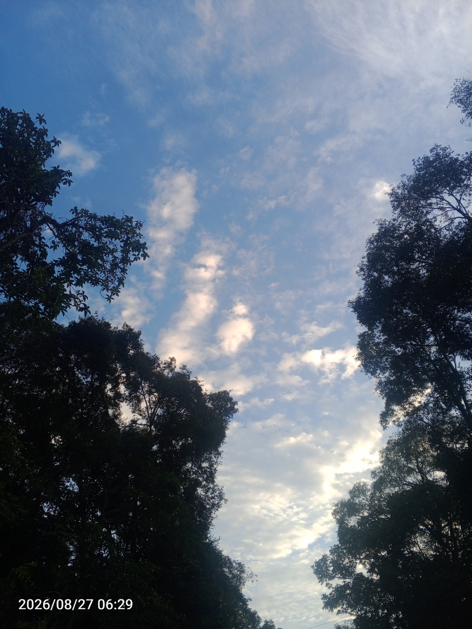 The image depicts a view of the sky through the canopy of trees, suggesting an outdoor setting in a natural or semi-natural environment, possibly a park or a residential area with significant greenery. The sky is a clear blue with scattered white clouds, some of which are illuminated by sunlight, indicating it is daytime, likely morning given the timestamp. The trees are silhouetted against the sky, with their dark foliage creating a framing effect on the upper and lower edges of the image. The date and time "2026/08/27 06:29" are superimposed in the bottom left corner, suggesting this is a digital photograph with a timestamp. There are no people or specific structures visible in the image, focus is entirely on the sky and trees. The environment appears peaceful and serene.