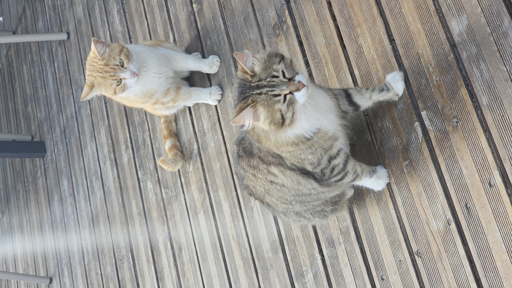 Two cats are resting outdoors on a light brown wooden deck, likely in Varna, Bulgaria. The image is taken from an overhead perspective, with a slight tilt.
On the left, an orange and white tabby cat with short fur is lying down, looking towards the camera with alert green eyes. Its fur is a mix of bright orange tabby markings and solid white, particularly on its chest, paws, and parts of its face. Its tail is curled behind it.
To the right, a fluffy, long-haired brown and grey tabby cat is also lying down, appearing very relaxed, possibly dozing. Its head is tilted back slightly, and its eyes are mostly closed or looking upwards. It has prominent white fur on its chest and paws.
The wooden deck consists of multiple planks, showing visible grain and some subtle wear. In the top-left and bottom-left corners, parts of metal furniture legs are visible – one dark grey/black and another lighter grey/silver, suggesting an outdoor patio or balcony setting. The lighting indicates a bright, sunny day, with some reflections on the wooden surface in the lower left portion of the image. No text is visible.