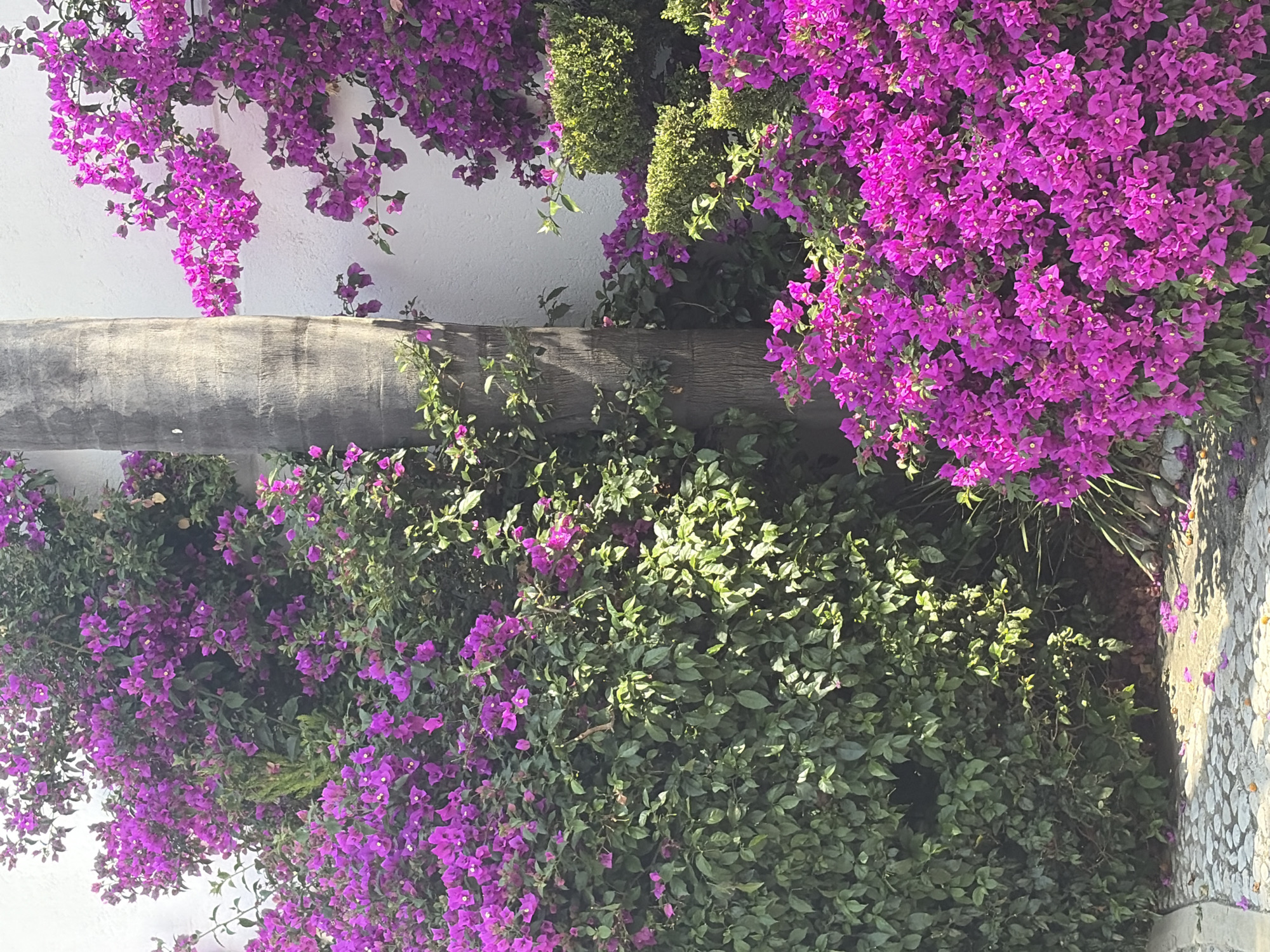 The media file captures a vibrant outdoor scene dominated by lush vegetation under bright sunlight. The image is oriented with a thick, rough-textured tree trunk running horizontally across its middle section.
Above the tree trunk, copious amounts of bright magenta bougainvillea flowers cascade downwards, intertwined with green foliage. A clean white wall serves as a backdrop, visible through gaps in the dense flowering plants. Some darker green, possibly manicured, bushes are also interspersed among the bougainvillea towards the upper center.
Below the tree trunk, more dense green foliage, heavily adorned with similar magenta bougainvillea flowers, extends downwards. The sunlight is strong, creating clear contrasts and highlighting the textures of the leaves and the tree bark. The lower right portion of the image reveals a light-colored, textured ground surface, possibly paved with stones, upon which a few fallen magenta petals are scattered.
No people or animals are present, and there is no visible activity taking place. The scene depicts a static natural and architectural setting. The bright light suggests it is daytime, under clear weather conditions. No text is visible in the image. The presence of bougainvillea is consistent with the given location context of San Bernardino Tlaxcalancingo, Mexico.