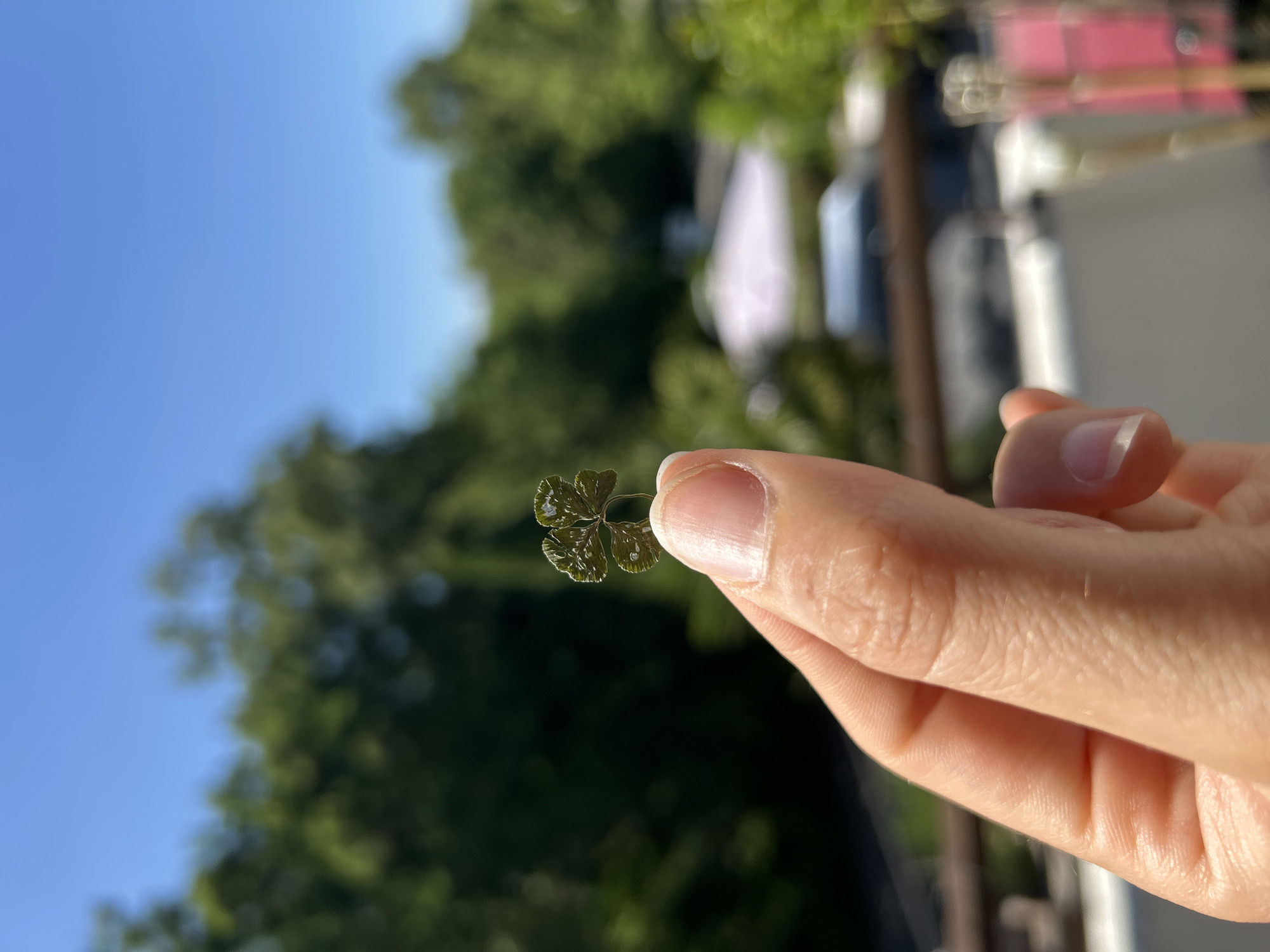 A hand holds a four-leaf clover between the thumb and forefinger. Droplets of water rest on the clover's leaves. The background is blurred, depicting green trees and a blue sky. Other indistinct structures are also visible. The city is Unknown, Unknown.