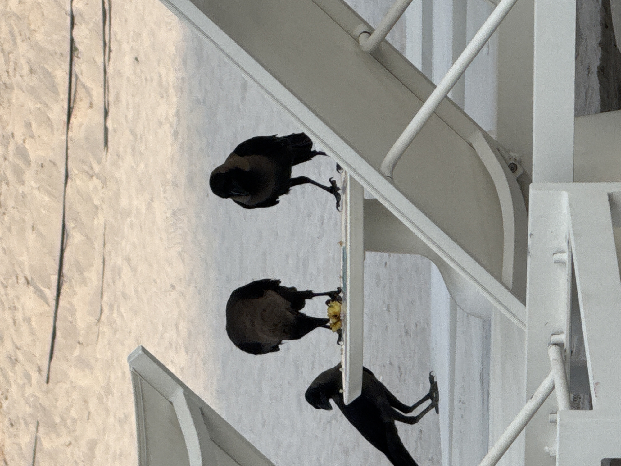 Three crows are gathered around a small, low table on a sandy beach. Two of the crows are standing on the table, one facing away from the camera and the other facing towards it. The crow facing away appears to be pecking at something yellow on the table, possibly food. The third crow is standing on the sand to the left of the table, facing towards the other two crows. The crows are black with some brown or grey markings. The table is white and appears to be made of plastic or metal. In the foreground and background, there are white lounge chairs. The beach sand is light-colored. The scene appears to be outdoors in daylight.