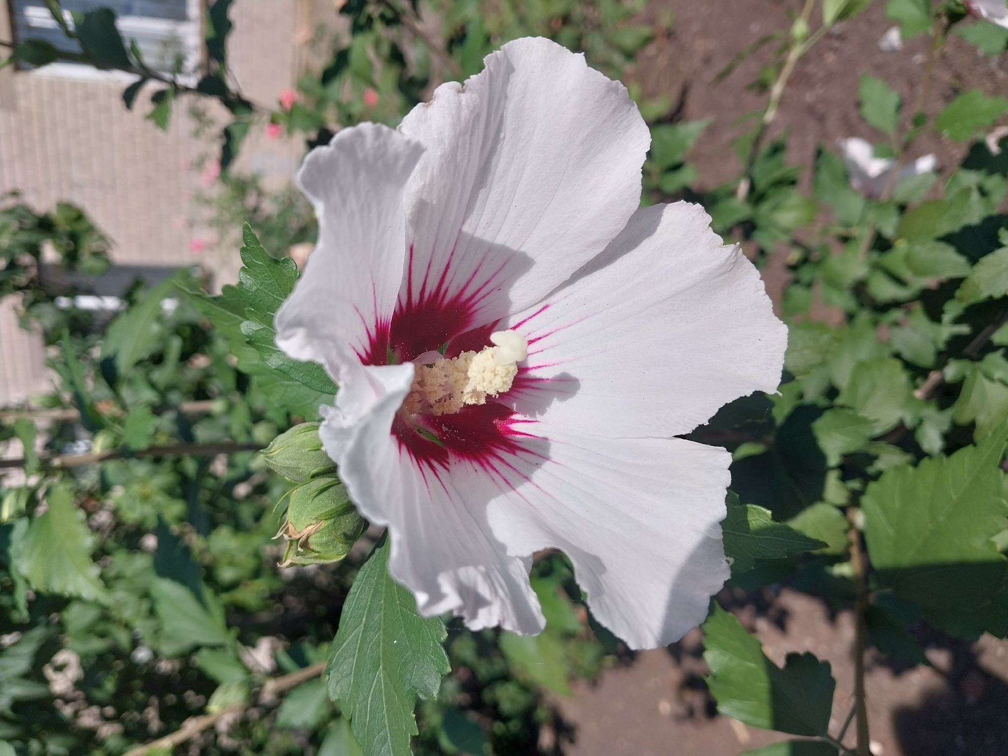A close-up, eye-level shot captures a single, open white hibiscus flower with a deep red center and pink veins radiating from the stamen. The flower is in full bloom, with its petals unfurled towards the viewer, and is the primary subject. To the left of the flower, two green, unopened hibiscus buds are visible. The background is softly blurred, revealing lush green foliage, a hint of a brick building with a window, and brown soil on the ground. The lighting suggests a sunny day. The setting appears to be an outdoor garden or yard. Based on the provided information, the location is Doslidne, Ukraine.