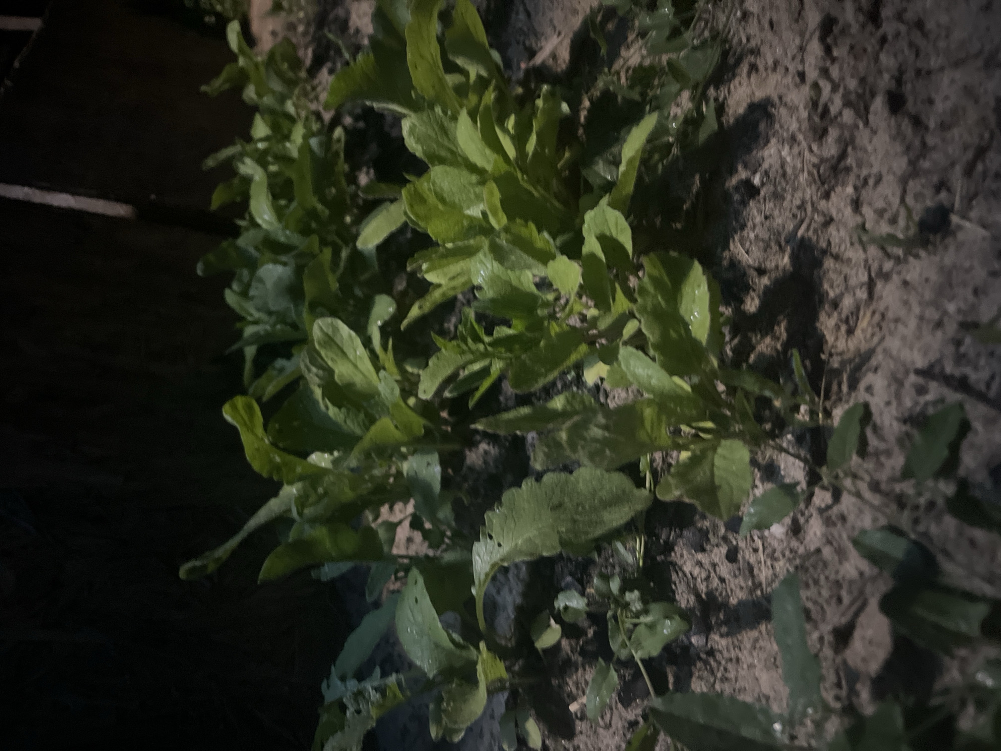 The image shows a patch of green, leafy plants growing in dark soil, likely in a garden or yard. The plants are lush and healthy, with some water droplets visible on their leaves, suggesting they have recently been watered or it has rained. The background is dark and indistinct, with hints of a wooden fence or structure. The overall lighting suggests it is either dusk or nighttime, with artificial light sources casting shadows and highlighting the plants. The scene is devoid of any human presence or activity. The specific location in Vasilyevo, Russia, cannot be determined from the visual information alone.