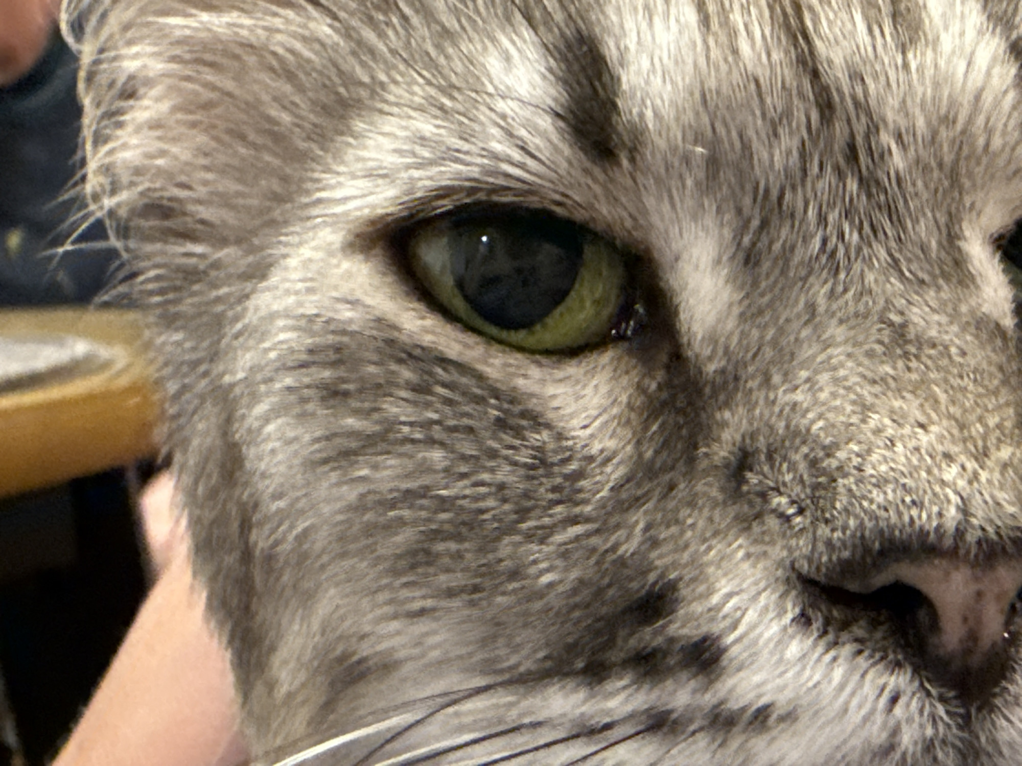 This is a close-up, headshot photograph of a gray tabby cat. The cat's left eye is in focus, appearing green with a black pupil. The cat's fur is gray with darker tabby markings visible on its face and head. Part of a human hand and arm is visible on the lower left side of the image, gently holding the cat's head. The background is blurred, but appears to be indoors with a hint of a wooden surface on the left. There is no discernible information about the location within a city.