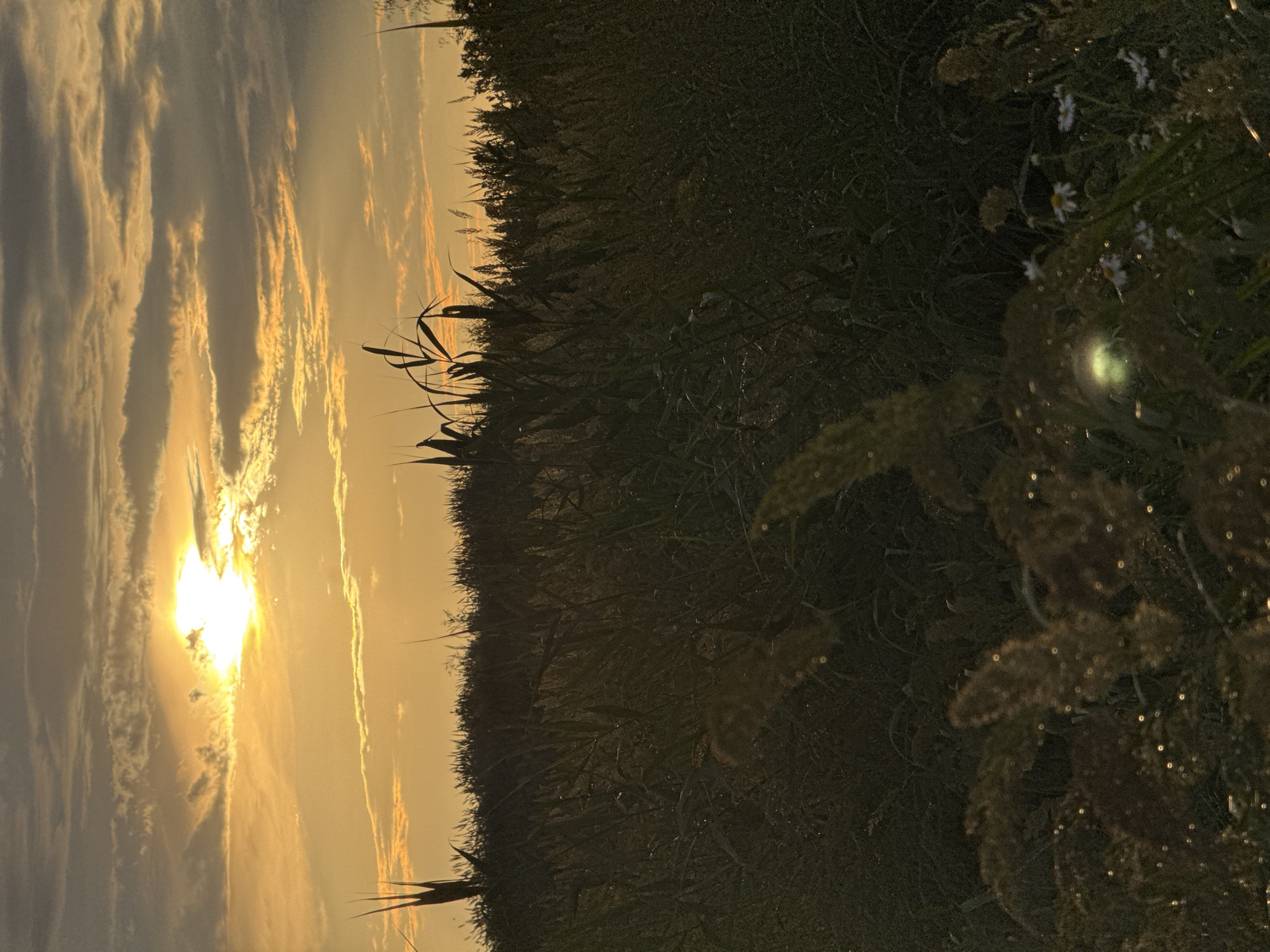 This is a vertical, outdoor, eye-level shot taken in Mikhaylovsk, Russia. The image captures a sunset with the sun peeking through streaks of clouds, casting a warm, golden light across the sky. The scene is divided, with the left side dominated by the bright sky and the right side featuring a dense field of tall grass and reeds. Some small white wildflowers with yellow centers are visible amongst the foliage on the right. The grass appears wet, with small droplets reflecting light, suggesting recent rain or dew. The overall mood is serene and tranquil. The time of day is clearly sunset due to the low angle of the sun and the warm hues in the sky. There is no visible text in the image.