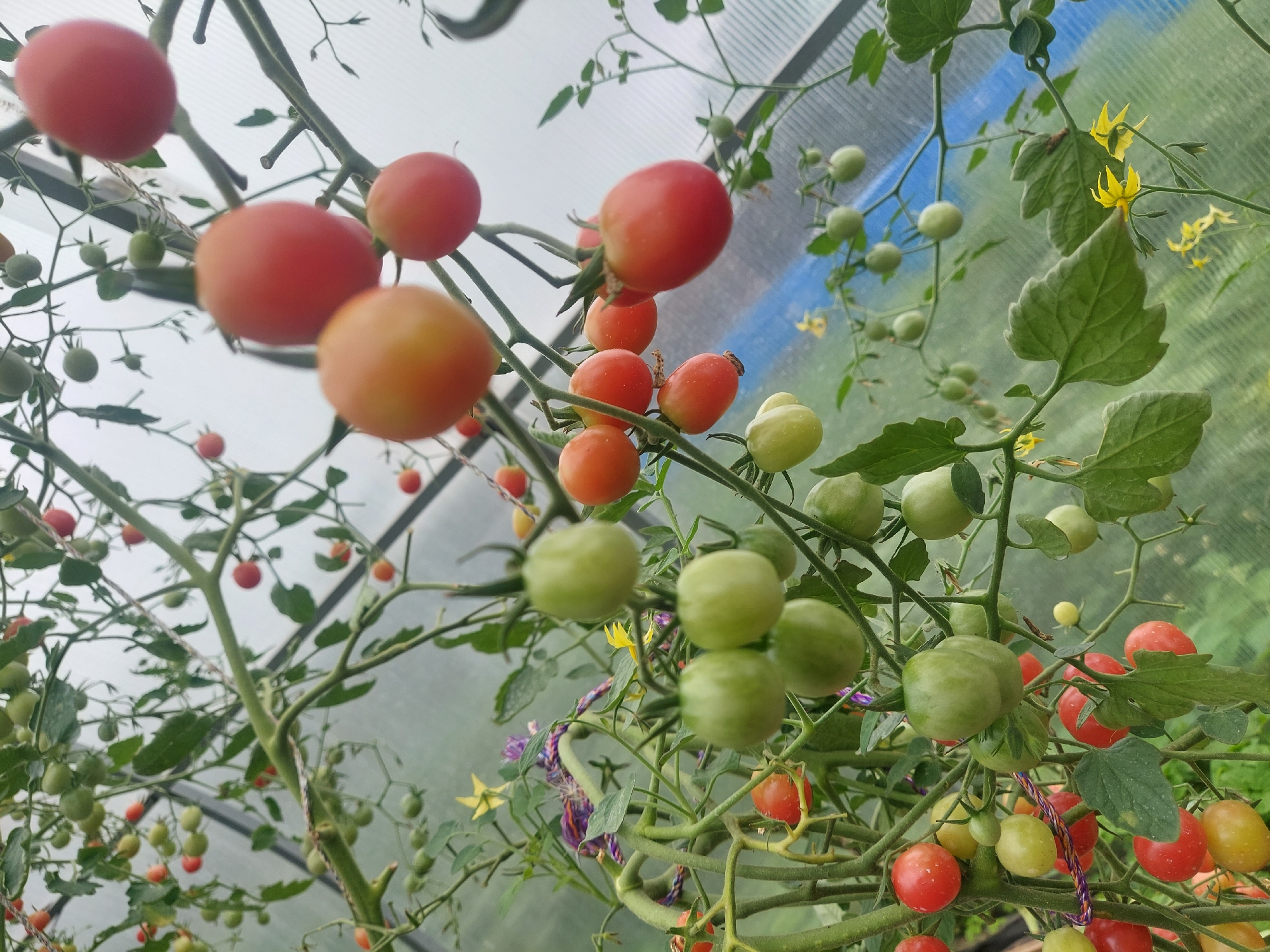 A greenhouse in the village of Rakhmanovo, Russia, is filled with ripening cherry tomatoes. The tomatoes are on the vine, some are green, others are red, and some are in the process of ripening, showing an orange hue. The greenhouse appears to be made of clear plastic or glass, allowing sunlight to filter through. The overall scene is one of agricultural abundance, with a focus on the natural growth of the fruit.