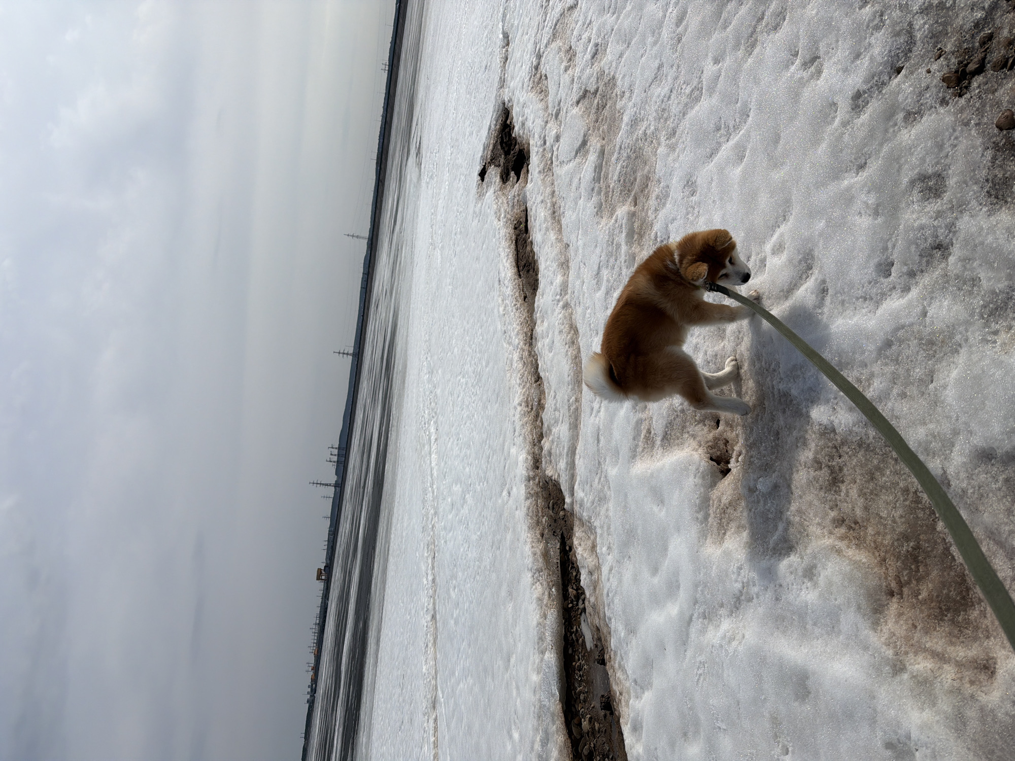 A medium shot depicts a light brown, short-haired dog with a white tail and paws standing on melting snow adjacent to what appears to be a frozen body of water. The dog is attached to a light green leash. The terrain is uneven, with patches of exposed dark soil mixed in with the snow. The sky is overcast and grey, and in the distance, a line of industrial infrastructure, potentially power lines, can be seen along the horizon. This location is situated in the city of Chaikovsky, Russia.