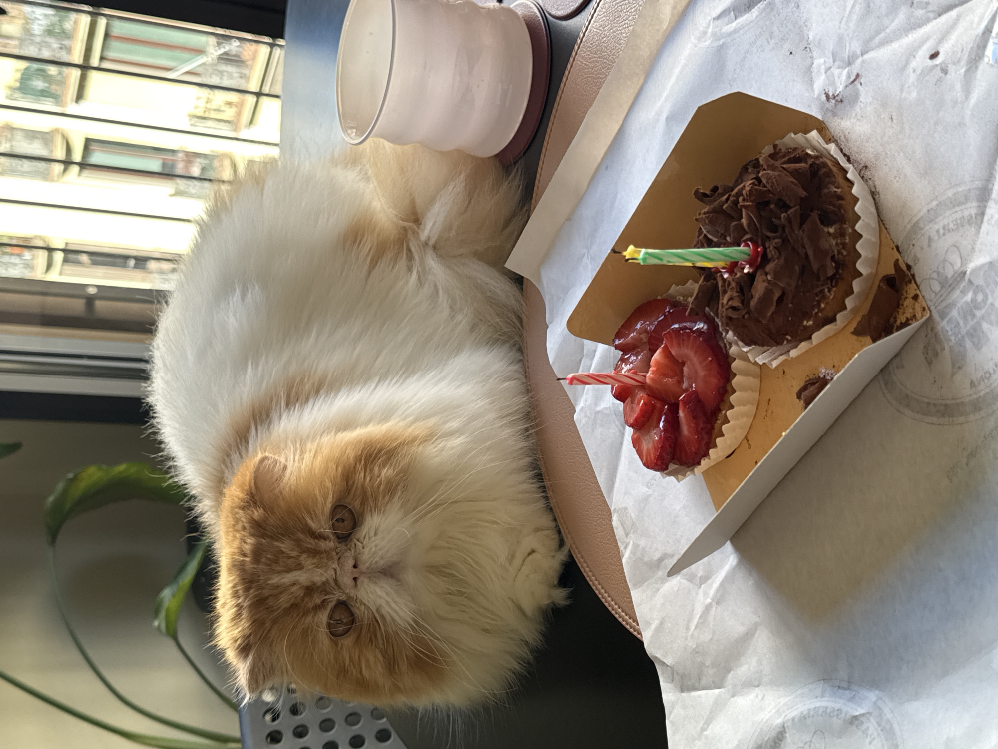 A Persian cat with a white and orange coat is lying on a black surface next to a clear glass and a box containing two cupcakes. The cupcake on the left is topped with sliced strawberries and a red and white striped candle. The cupcake on the right is topped with chocolate shavings and a green and yellow candle. The box is set on white paper with a light grey logo. A plant and a window are visible in the background. The location is likely in Barcelona, Spain due to the type of logo on the paper.