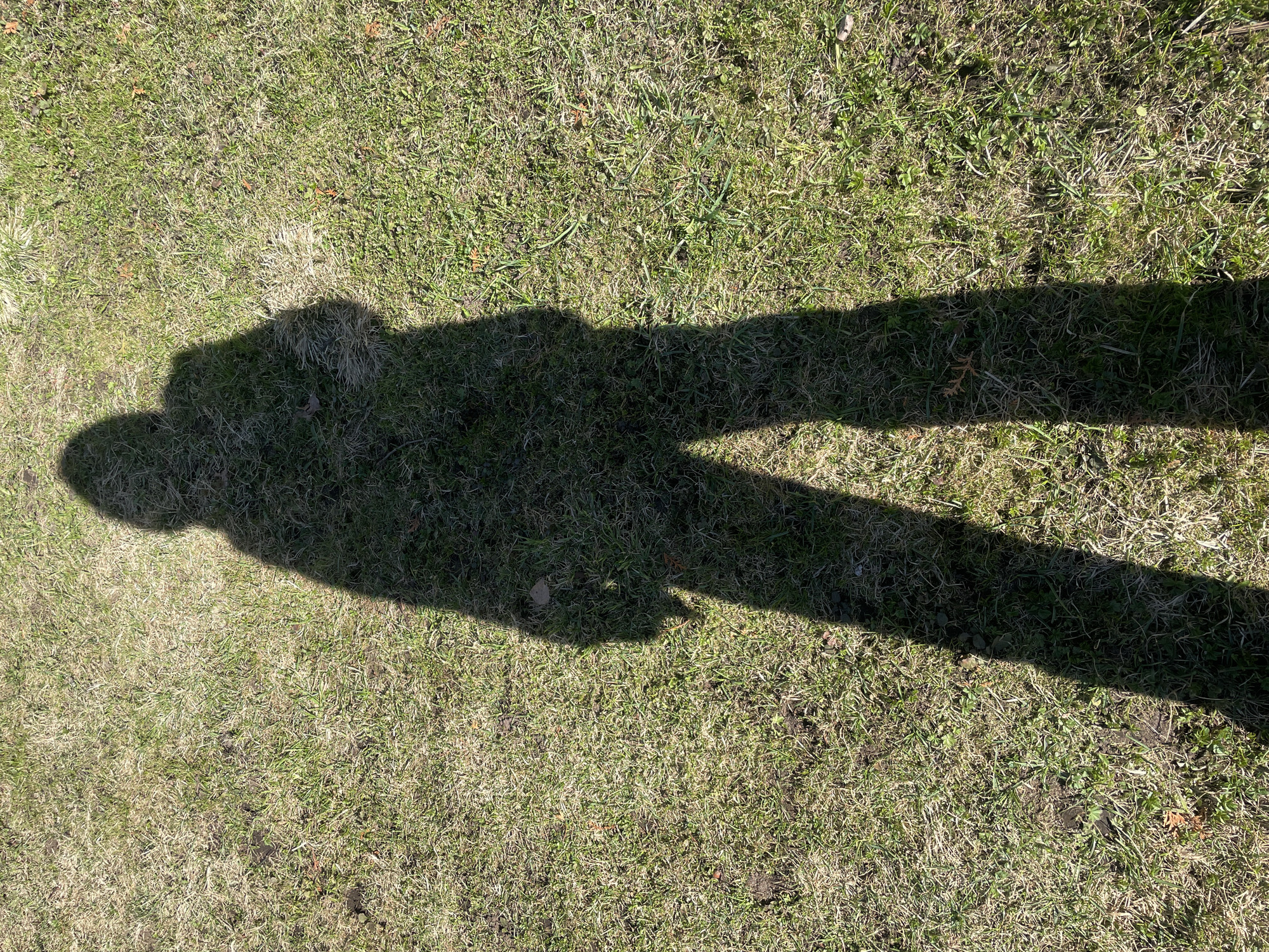 The image shows a shadow of a person on a patch of grass. The grass is a mixture of green and brown, suggesting it may be early spring or late fall. The shadow is elongated, indicating the sun is at a low angle. The head and body of the shadow are distinct, and the legs appear to be spread apart. The location is not discernible from the image.