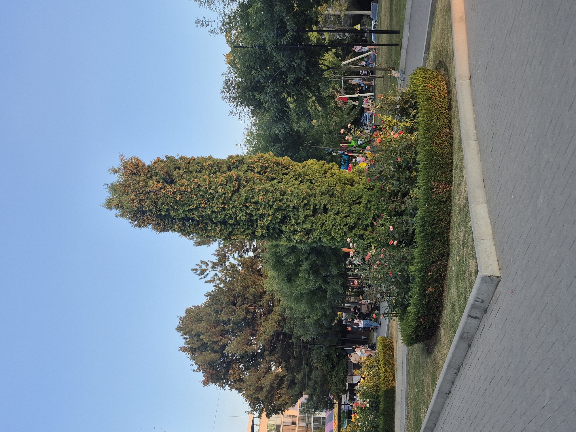The image depicts a park scene with a tall, slender evergreen tree as the central focal point, surrounded by blooming rose bushes and manicured hedges. The park features paved walkways, grassy areas, and a playground in the background where people, including adults and children, are visible. Some individuals are pushing strollers, suggesting a family-friendly atmosphere. The presence of buildings in the distance indicates an urban setting. The lighting suggests it is late afternoon or early evening, with warm sunlight casting long shadows.
This specific scene can be located in the "La Izvor" Park (also known as Valea Trandafirilor) in Chișinău, Moldova. This park is renowned for its extensive rose gardens, making the prominent rose bushes in the foreground a key identifier. The architecture of the building visible in the upper left corner is consistent with structures found in Chișinău. The overall ambiance of a well-maintained urban park with recreational facilities further aligns with the characteristics of "La Izvor" Park.