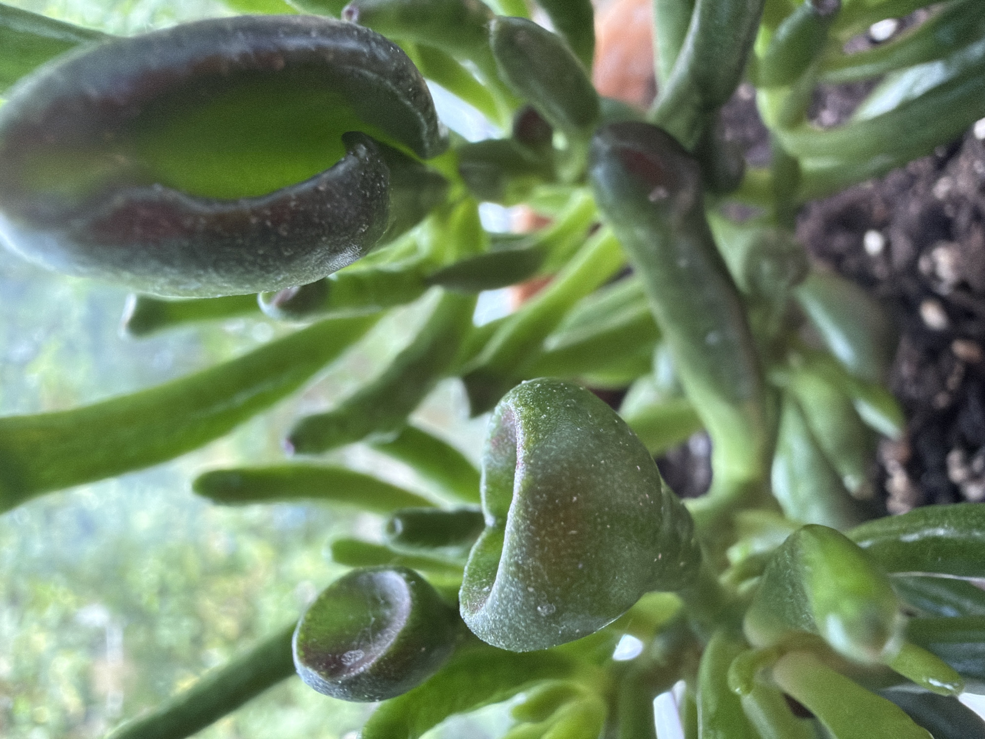 A close-up, low-angle, indoor shot shows a succulent plant with thick, green, tubular leaves. The leaves are tinged with red or brown at the edges. The plant appears healthy, with some leaves showing a slight sheen, possibly from water droplets. The background is blurred, suggesting a shallow depth of field, but hints at a window with greenery visible outside, possibly indicating an urban or suburban setting in Тимоново, Russia. The soil at the base of the plant is dark and visible. There are no people or animals in the image.