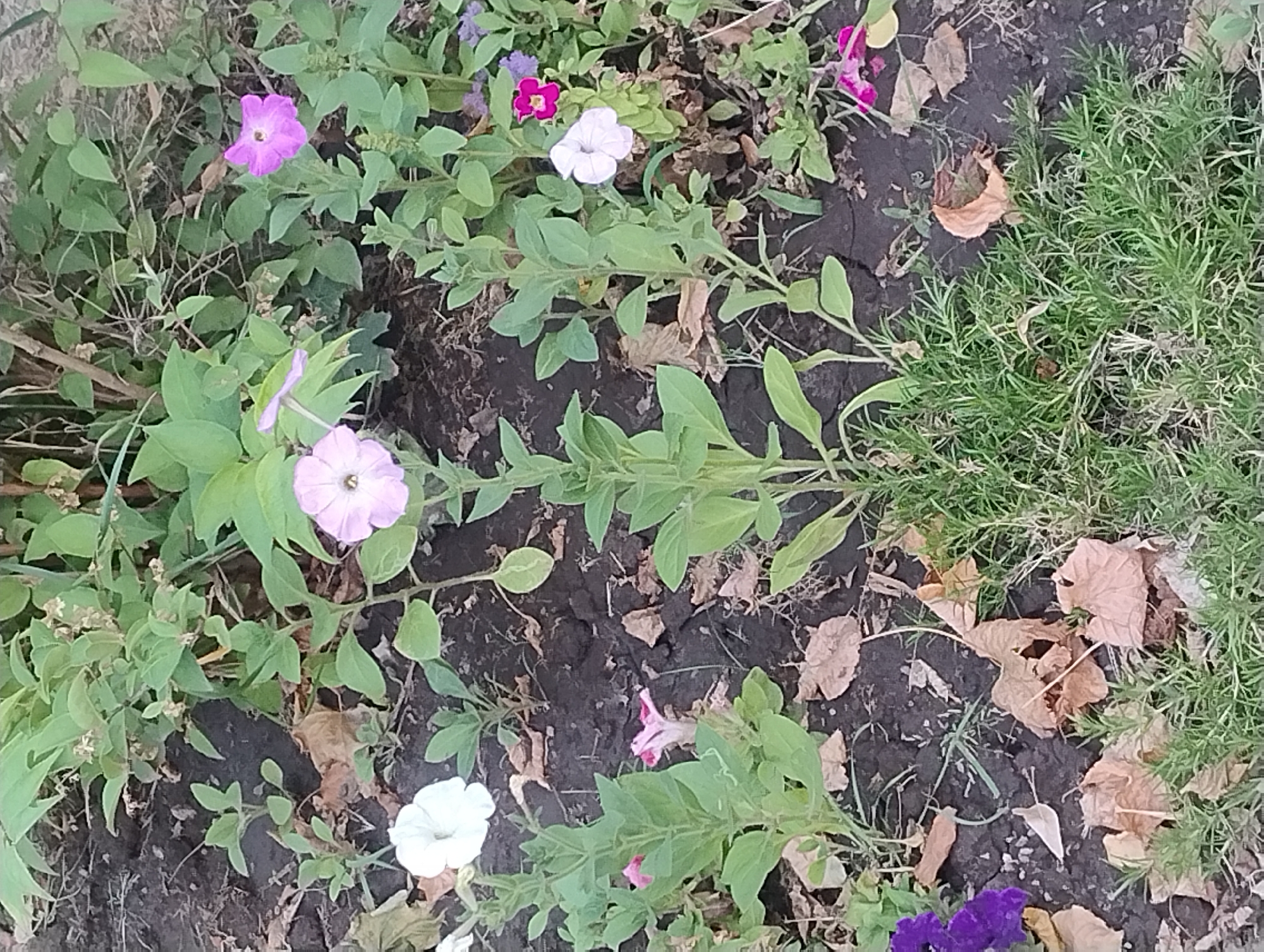 The image shows a close-up view of a garden bed with several blooming petunias in various colors including white, light pink, and bright pink. The flowers are surrounded by green foliage and dark soil. Fallen brown leaves are scattered on the ground. In the foreground, a patch of dense green grass is visible. The overall scene is of a well-maintained garden. The location is Unknown, Unknown.