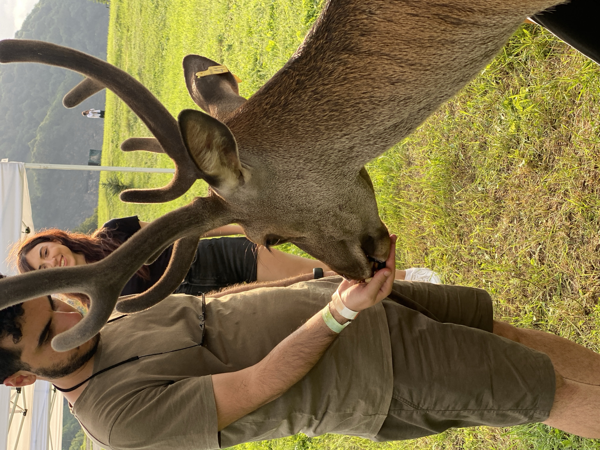 A man with dark hair and a beard, wearing a khaki t-shirt and shorts, is hand-feeding a deer in a grassy field. The deer, with large, velvety antlers, is leaning in to eat from the man's palm. Behind them, a woman with long brown hair smiles, wearing a black t-shirt and shorts. A white tent is visible in the background, and further behind, a hilly landscape with trees and a few distant figures. The scene appears to be outdoors during daylight, with the sun casting a warm glow on the environment. The deer has a yellow tag with the number 41 on its ear. There are wristbands on the man's left wrist.