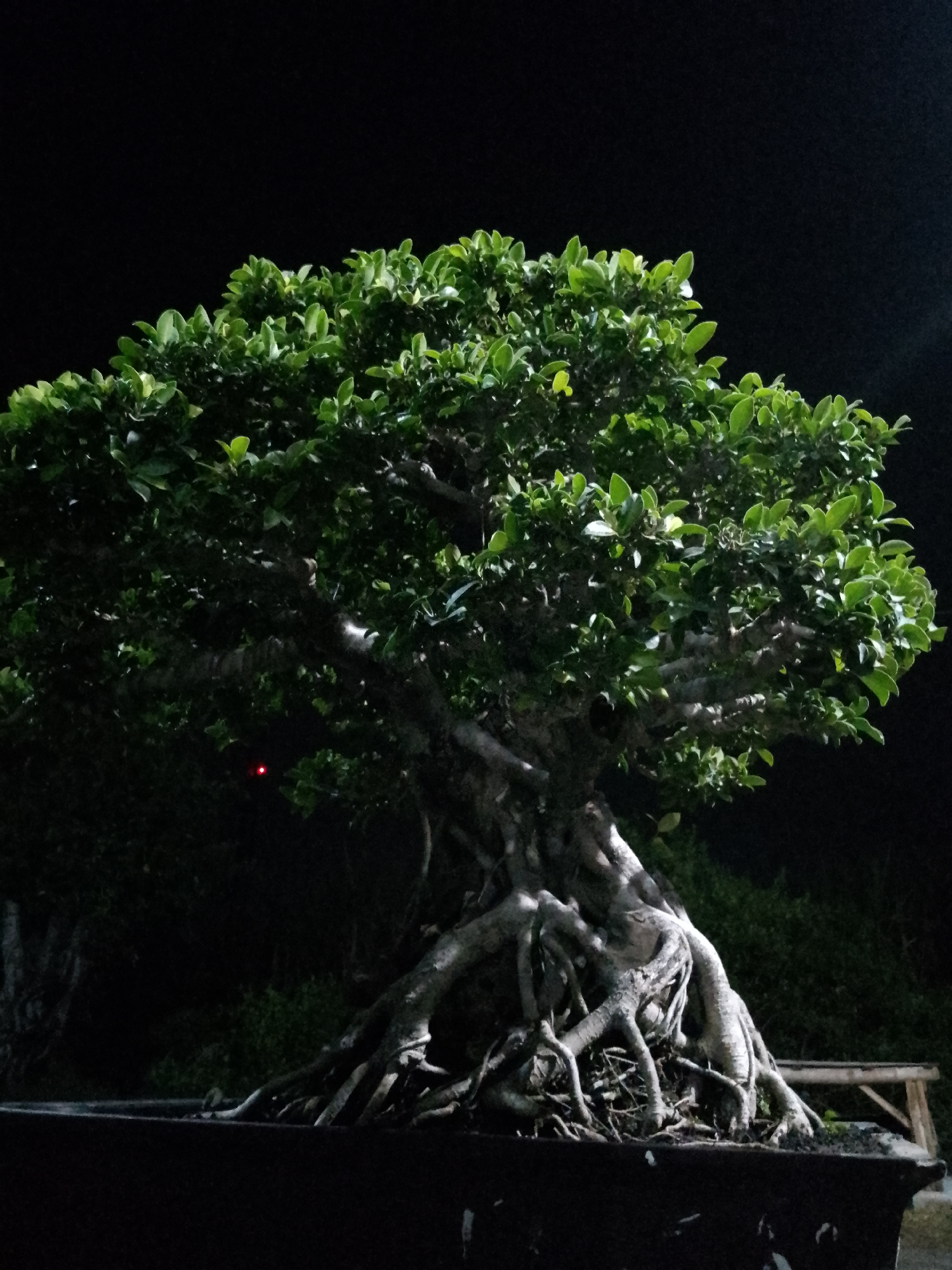 A large, mature bonsai tree is centrally located in the foreground. The tree has a thick, gnarled trunk with exposed, intricate root systems that spread outwards from the base. The foliage is dense and lush, with small, dark green leaves. The bonsai is planted in a dark, rectangular pot. Behind the tree, the background is dark and indistinct, suggesting it is nighttime or a very dimly lit environment. There is a small, red light visible within the foliage of the tree, possibly a marker or part of an illumination system. To the right of the bonsai, a section of a wooden bench is partially visible. The overall impression is of a carefully cultivated specimen, likely displayed in a garden or exhibition setting. The location is identified as Kauman, Indonesia.