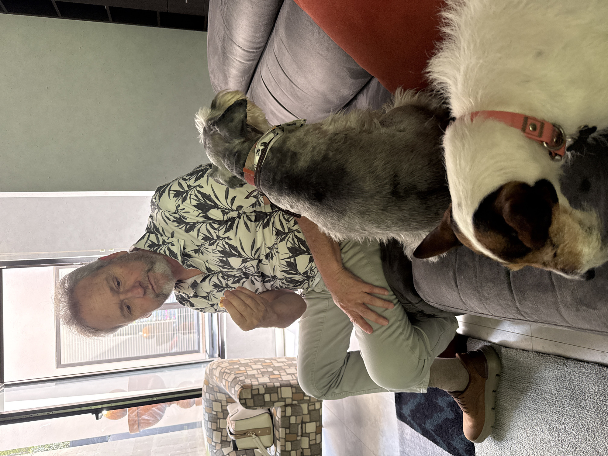 A seated older Caucasian man with gray hair is indoors, wearing a black and white floral shirt and light gray pants. He is positioned near a window with daylight visible. A patterned upholstered bench is next to him. He appears to be holding something in his hand, possibly offering it to two dogs who are on the gray sofa to his right. One dog is gray, and the other is mostly white with brown markings on its head, and a pink collar. A handbag hangs from the side of the bench. The scene includes a rug and a glimpse of the flooring. The location is most likely within a residential or personal living space, given the furniture and decor. There is no indication this photograph was taken in the city of Huixquilucan de Degollado, Mexico.