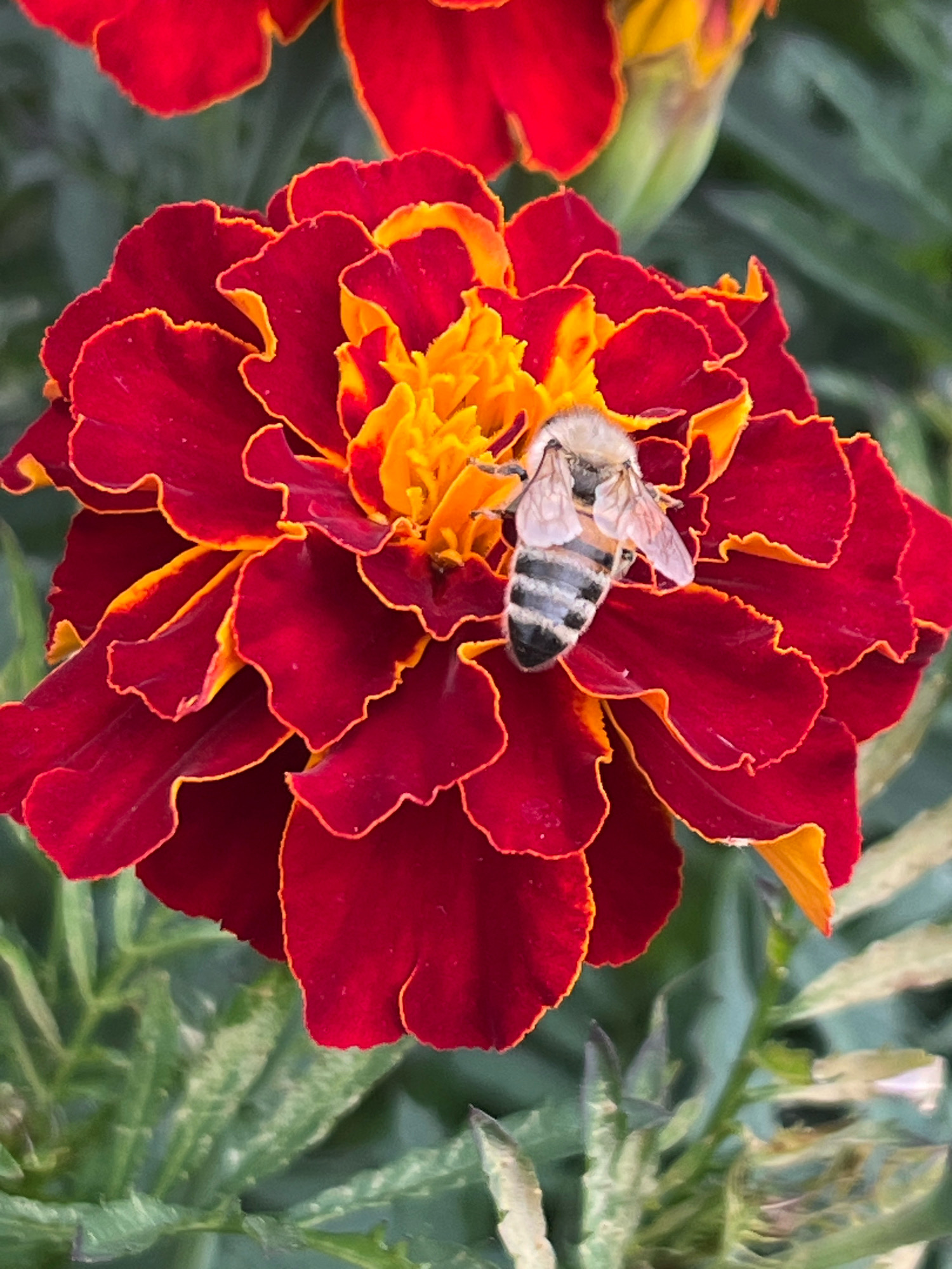 A close-up, vertical shot captures a bee perched on a vibrant, multi-layered marigold flower. The flower displays a rich gradient of colors, transitioning from deep red outer petals with delicate yellow edges to a bright yellow center. The bee, a common honeybee, is positioned on the right side of the flower, its wings slightly raised and its body clearly segmented with alternating black and light brown stripes. The background consists of soft-focus green foliage, suggesting an outdoor garden setting. There is no discernible indication of the specific location within Nizhny Tagil, Russia.