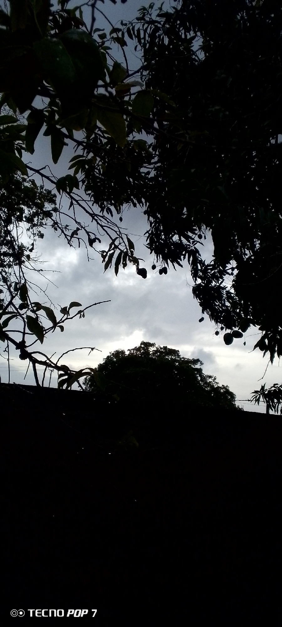 The image, likely taken in Altagracia, Venezuela, presents a view towards a cloudy sky framed by silhouetted trees. The foreground is almost entirely dark, suggesting the picture was taken in low light. Branches of trees, bearing what appears to be fruit (possibly mangoes or avocados), extend from the top and sides of the frame, partially obscuring the sky. A dark, elevated mass, possibly another tree or structure, sits further back, creating a layered effect. The sky is overcast, with gray clouds. The "Tecno Pop 7" watermark is present at the bottom left corner of the image.