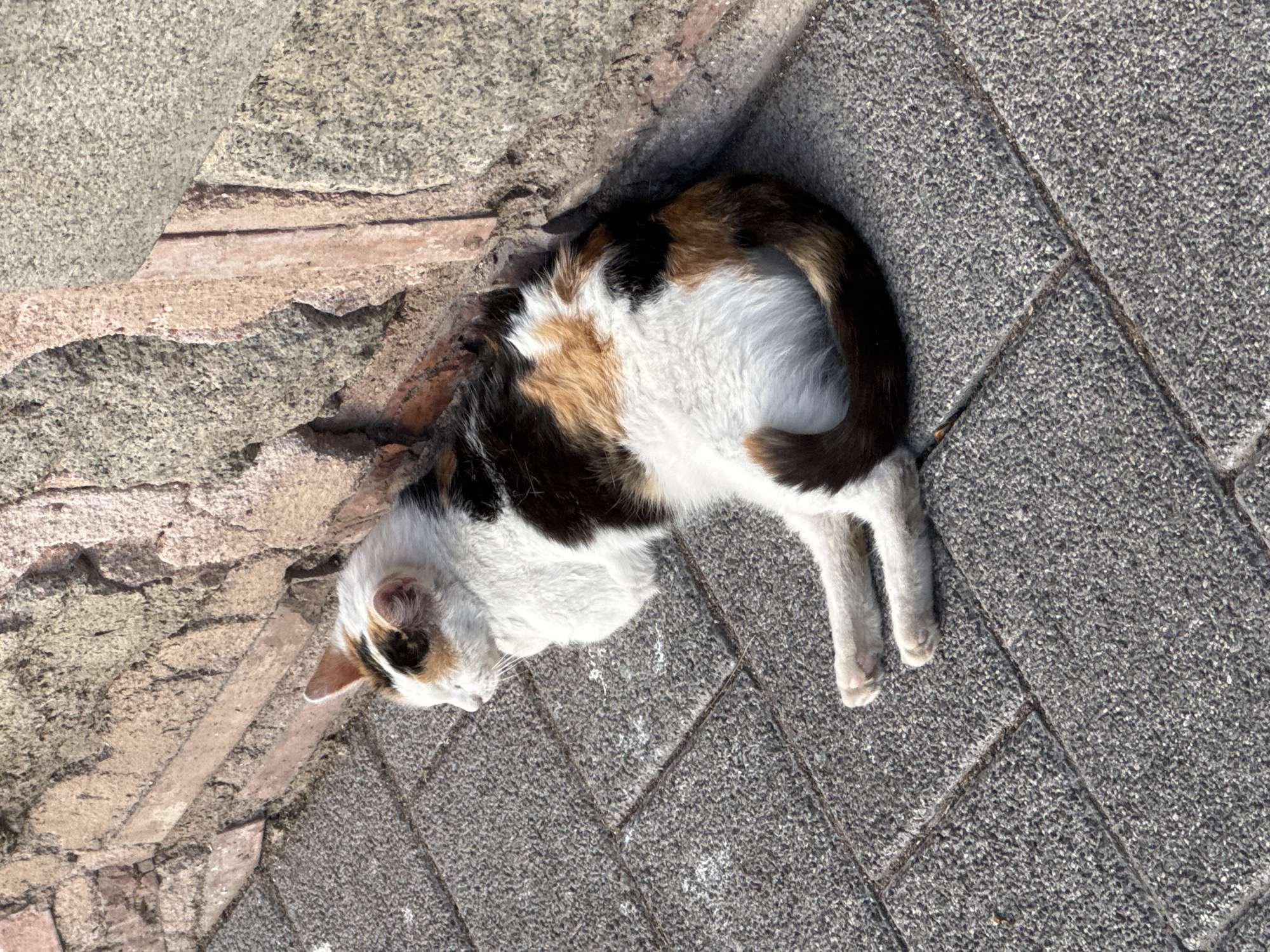 A calico cat rests in a corner where a gray brick pavement meets a rough brick wall in Plovdiv, Bulgaria. The cat's tail curves around its body, and its white paws extend onto the pavement. The pavement is composed of tightly fitted gray bricks. The wall is made of rough, uneven bricks of mixed gray and brown. The angle of the shot is directly overhead. Sunlight illuminates the scene.