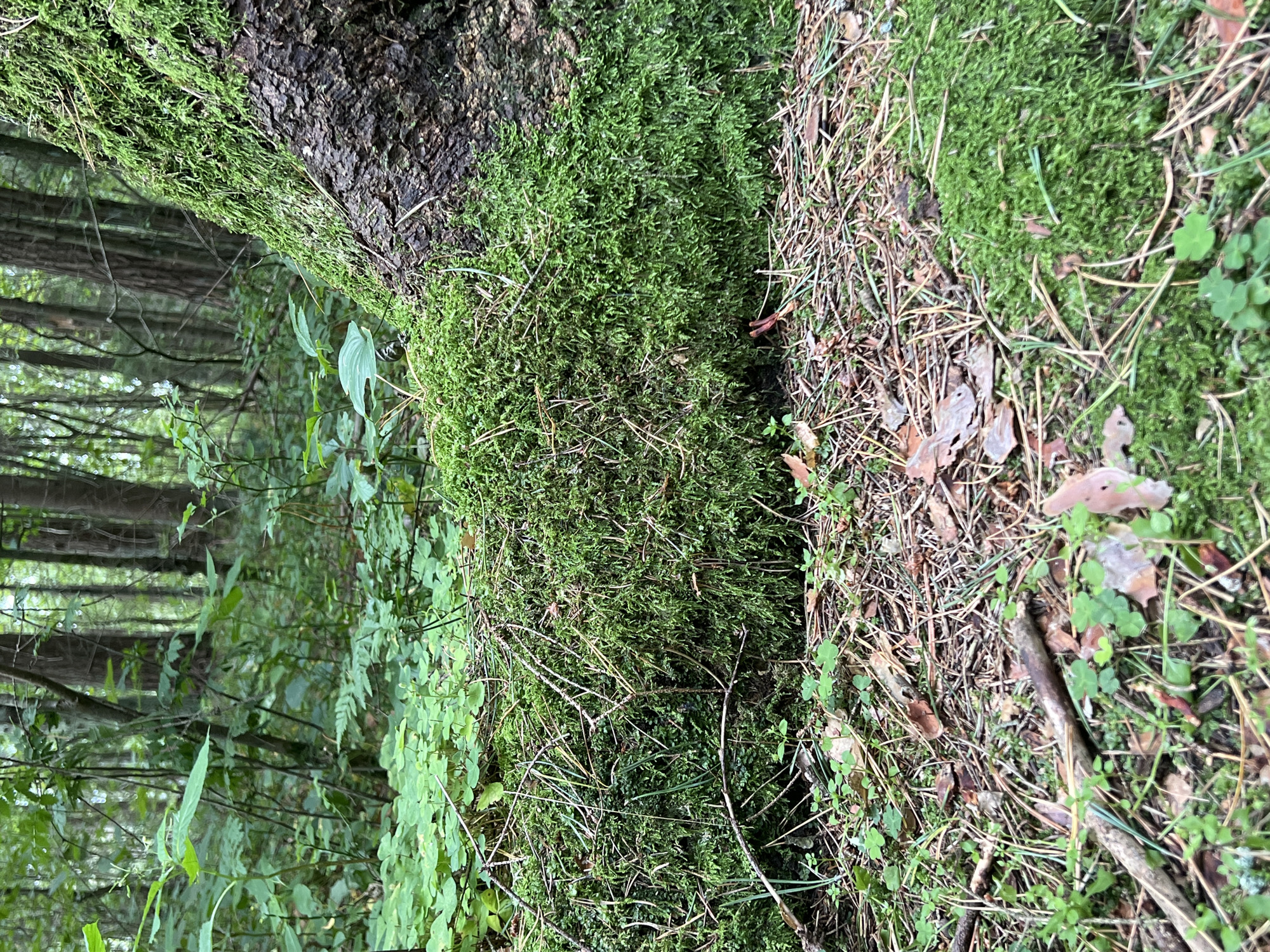 The image depicts a close-up view of a forest floor in Vilnius, Lithuania, with a focus on a moss-covered fallen log and the base of a tree. The foreground is dominated by lush green moss, interspersed with fallen pine needles, small twigs, and a few scattered brown leaves. Small green plants, possibly clover, are visible growing amongst the debris. A thick, rough-barked tree trunk, also heavily encrusted with vibrant green moss, rises on the right side of the frame. Behind the fallen log, the forest recedes into a dense backdrop of green foliage and tall tree trunks, suggesting a natural, wooded environment. The lighting appears diffused, indicative of a shaded forest setting. There are no people or animals visible in the scene.