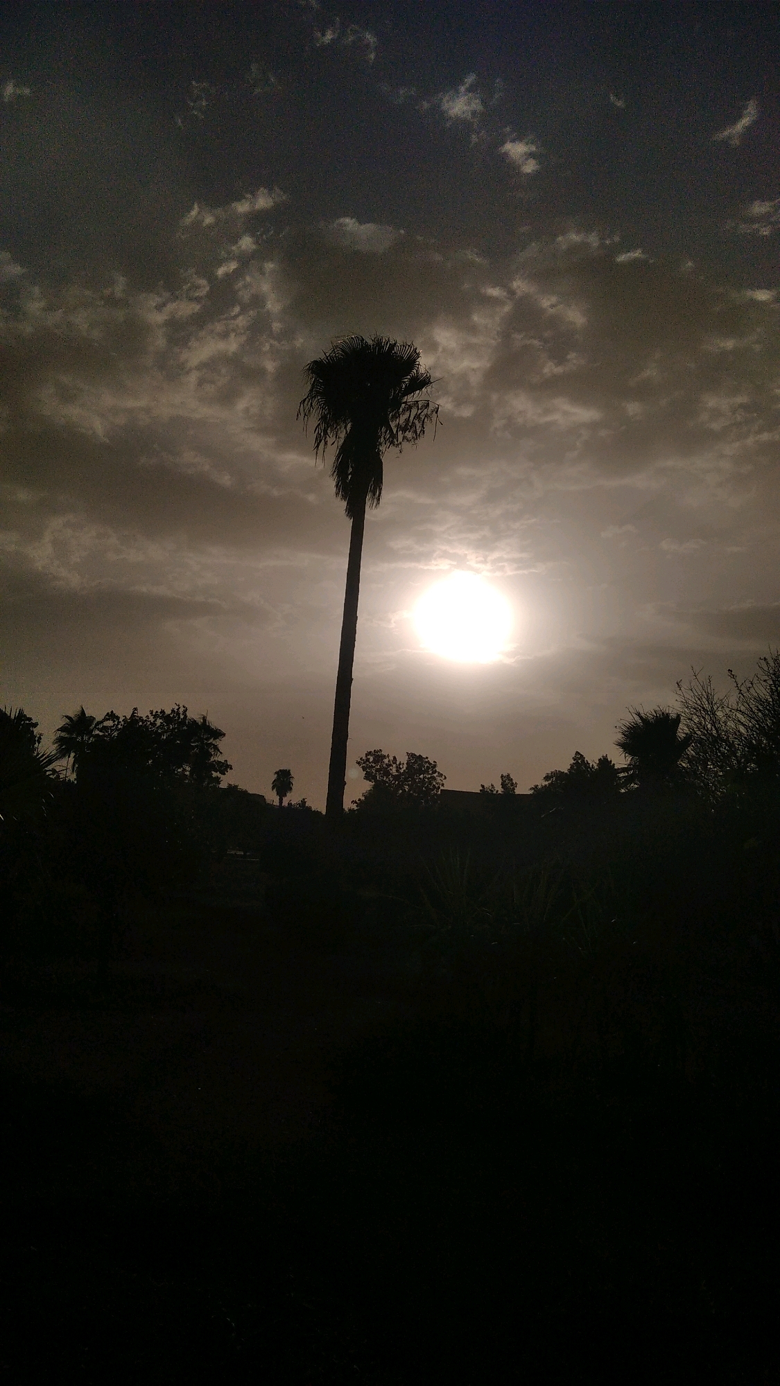 The image depicts a silhouetted palm tree against a hazy, bright sun in Marrakesh, Morocco. The sun appears as a glowing orb in the center-right of the frame, partially obscured by clouds. The palm tree is tall and slender, positioned slightly left of center, with its fronds creating a dark, spiky outline against the sky. In the foreground, dense, dark foliage and other silhouetted trees create a shadowy, natural landscape. The overall atmosphere is subdued, with muted colors and soft light, suggesting either dawn or dusk, or a day with heavy cloud cover. The environment appears to be an outdoor natural or park-like setting within the city.