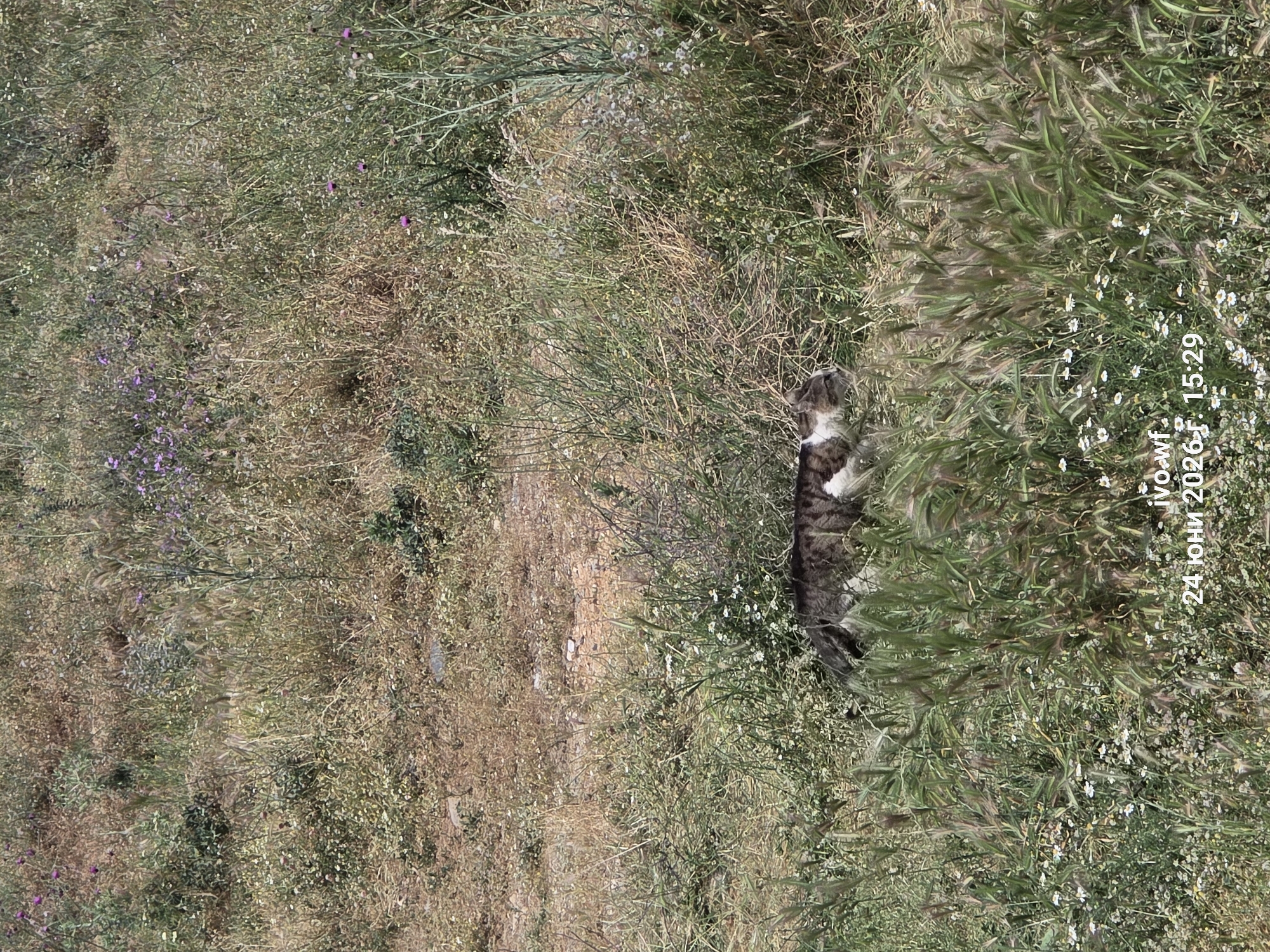 The image shows a tabby cat lying in tall, dry grass and green vegetation, possibly in a field or meadow. The cat is mostly hidden by the plants, with only its head and part of its body visible. It appears to be resting or sleeping. The scene is outdoors, under natural daylight, suggesting a warm, sunny day. The ground is covered with a mix of dry, straw-like grass and fresh green foliage, with small white flowers scattered throughout. Some purple wildflowers are also visible in the background. The overall impression is of a natural, untamed environment.
Visible text in the image reads "ivo.wf 24 юни 2026". This indicates the photographer's name or username, the date June 24, 2026, and a timestamp of 15:29, suggesting the photo was taken in the afternoon. The location context is Chal, Bulgaria.