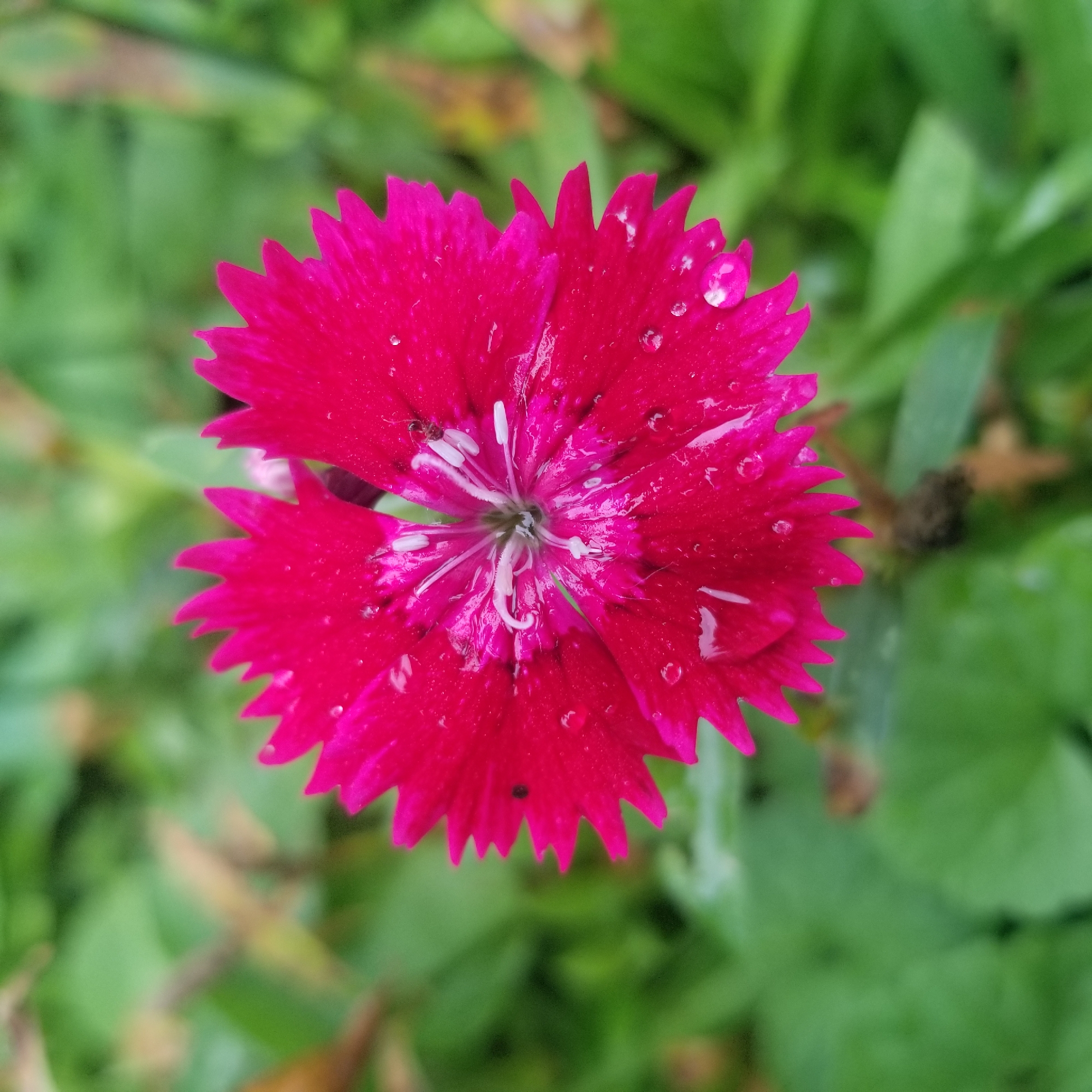 This media file features a close-up, top-down view of a vibrant pink Dianthus flower. The flower has delicate, serrated petals and a detailed center with white stamens. Several water droplets are visible on the petals, suggesting recent rain or dew. The background is softly blurred, showcasing green foliage, indicating an outdoor setting, likely a garden or natural environment. The lighting appears soft and diffused, typical of an overcast day or early morning. The location is noted as Virginia Beach, USA. No people, text, or specific events are depicted.