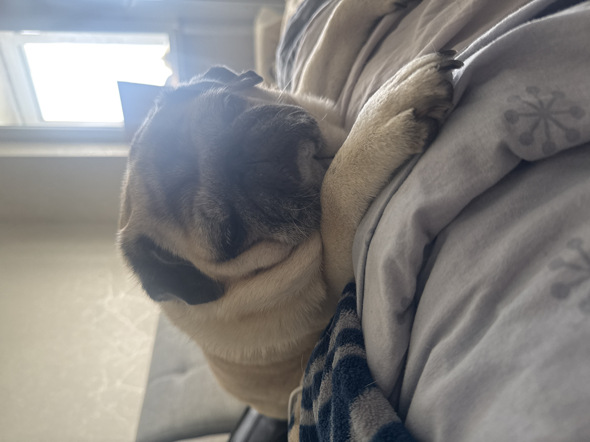 A pug dog is resting on a bed with its head down, obscuring its face. The dog's fur is light brown and tan. It is lying on a light gray duvet cover with a dark blue and white striped blanket folded to its left. Behind the dog, a wall is visible with light filtering through a window. The room appears to be a bedroom.