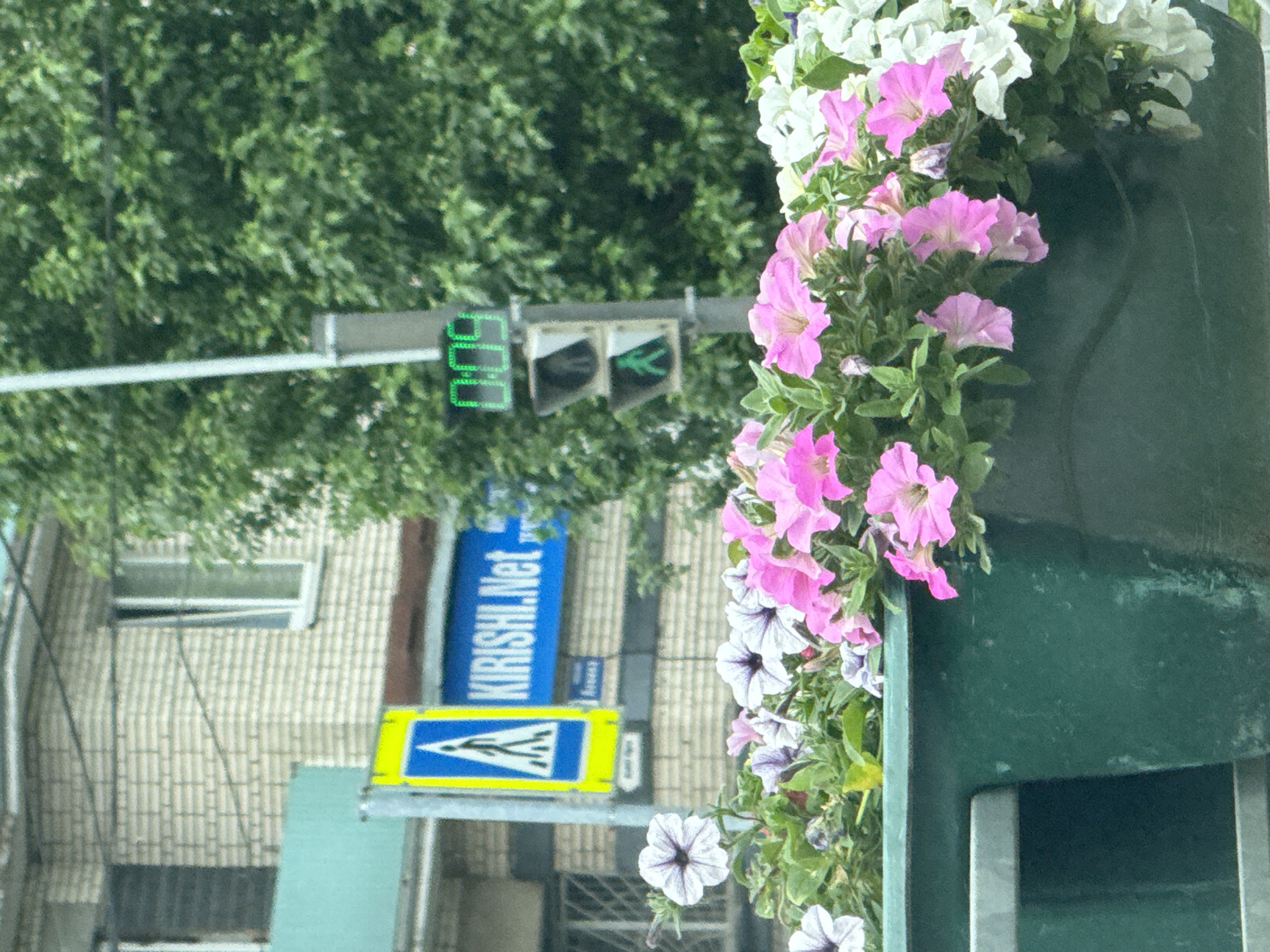 The image captures a street scene in Kirishi, Russia, featuring a crosswalk sign and a pedestrian traffic light. In the foreground, a planter overflows with vibrant pink and white petunias. Behind the flowers, a yellow and blue crosswalk sign with a pedestrian symbol is visible. Adjacent to it, a blue sign displays "KIRISHI.Net". Further in the background, a traffic light shows a green walking man symbol, indicating it is safe for pedestrians to cross. The traffic light also displays a digital countdown timer showing "009". Behind the traffic light and signs, a light-colored brick building with windows can be seen, partially obscured by lush green trees.