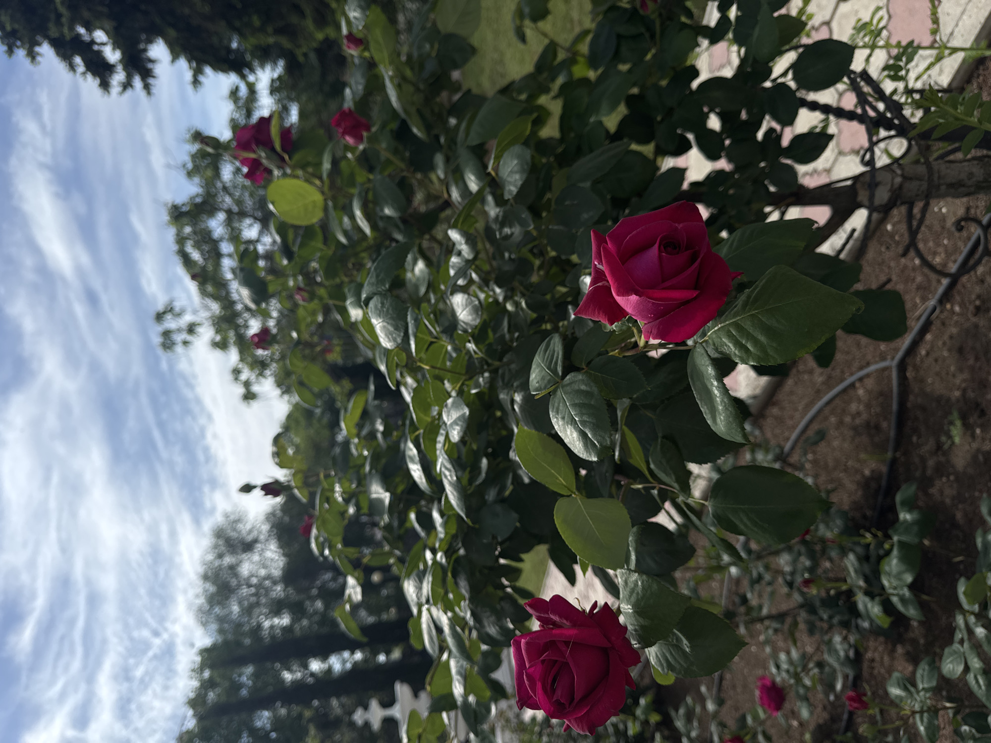 The image depicts a rose bush with several red roses in bloom, likely in a garden or park setting. The leaves are green and glossy, suggesting a healthy plant. In the background, there's a glimpse of a paved area and a wrought-iron fence. Above, the sky is visible with clouds, suggesting a bright day. Given the specified location of Yevpatoriya, Ukraine, it could be a scene from a public garden or a private residence in the city.