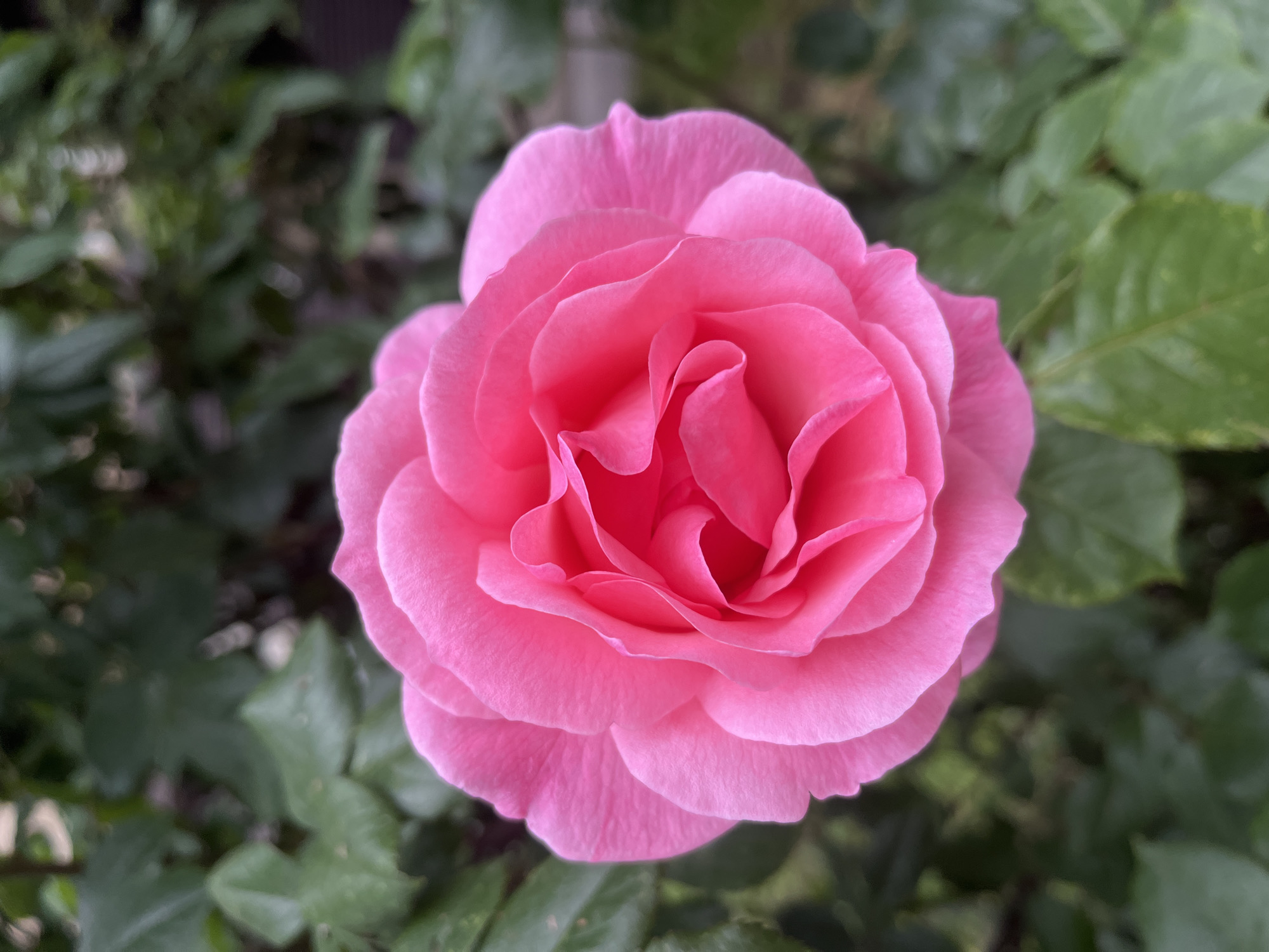 A close-up, eye-level shot captures a fully open pink rose. The rose is centrally located and fills the majority of the frame. The petals are layered and swirled, creating a focal point of depth and texture. Soft lighting accentuates the delicate curves of the petals. The background consists of blurred green foliage, likely leaves from the rose bush or nearby plants. There is no specific evidence in the image to place it in Krasnodar, Russia. There are no people in the frame, and no interactions taking place. The environment is simply a garden or outdoor space with roses.