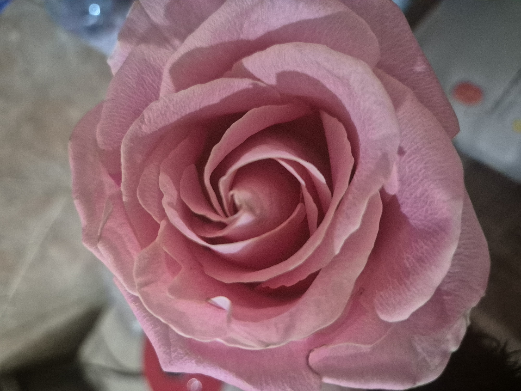 The image shows a close-up of a pink rose. The petals are tightly swirled in the center and gradually open outwards. The color is a soft pink, with some darker shadows and lighter highlights on the petals. The background is blurred and indistinct, showing some light and dark areas. The image does not contain enough information to discern the location in Blagoevgrad, Bulgaria, or any information about people, subjects, objects, actions, interactions, or the environment.