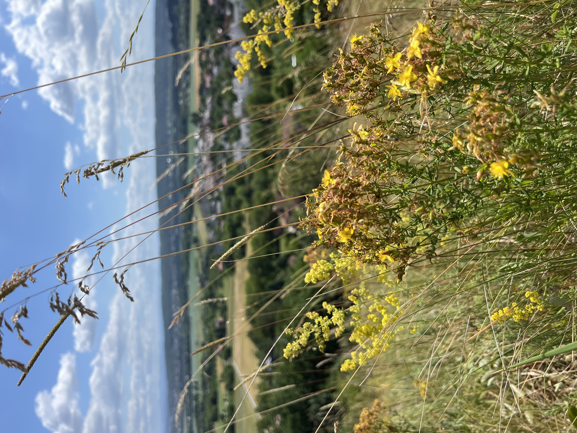 The image depicts a close-up view of wild yellow flowers and tall dry grass in the foreground, set against a blurred background of a rural landscape. In the distance, a town with buildings is visible, nestled among rolling green hills under a bright blue sky with scattered white clouds. The scene suggests a natural setting on the outskirts of a populated area. The exact location is identified as Karniowice, Poland.