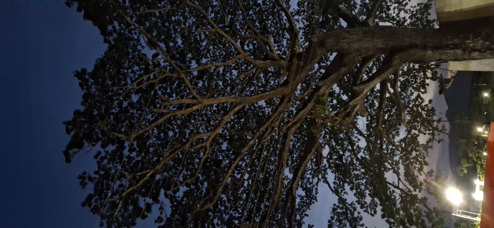 The image is taken from a low angle, looking up into the dense canopy of a large tree. The tree has thick branches that spread out in multiple directions, covered in dark green leaves. Between the branches, glimpses of a dark blue sky can be seen. To the right of the tree, there is a blurred view of buildings and a mountain range in the distance. There are also some lights visible, suggesting the scene is taking place in a populated area during twilight or night. The location is Tinaquillo, Venezuela.