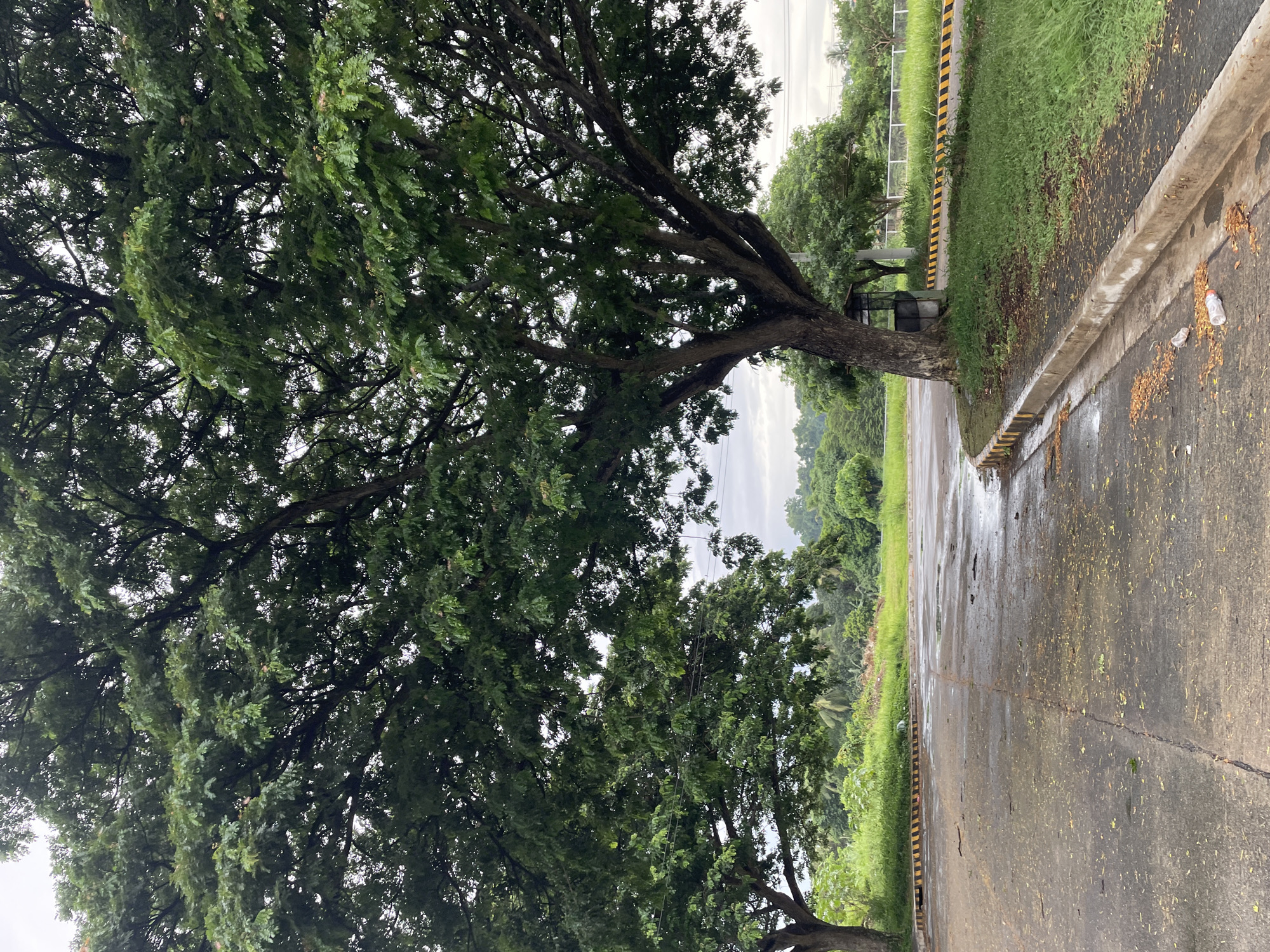 This is a full, eye-level, vertical shot of a wide paved road in Davao City, Philippines, wet from recent rain. The road is lined with a curb and a strip of green grass on the right. The grass is bordered by a yellow and black striped barrier. Two large, mature trees with full, leafy canopies dominate the left and center of the frame. The tree on the right has a small, weathered metal shed or shelter at its base. The road is covered in scattered leaves and a few discarded plastic bottles. In the background, beyond the grass and trees, is a flat, green landscape with a line of trees and vegetation under an overcast sky. The scene appears to be an open area, possibly a park or a less developed section of the city.