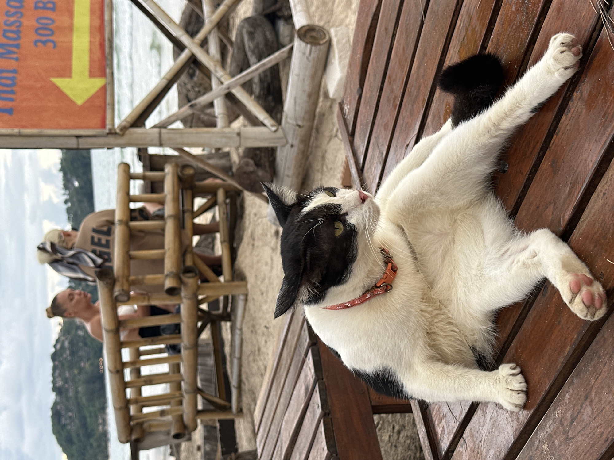 A black and white cat with green eyes is sitting on a wooden table on a beach. The cat is facing to the right and is looking away from the camera. The cat has a red collar with an orange tag. In the background, there are two women sitting on a bamboo bench. Behind them is the ocean and a cloudy sky. To the right of the frame, there is a sign with orange and yellow colors. The sign has text on it, but it is not entirely legible. The setting appears to be a tropical beach with some sort of seating area and a massage service advertised.