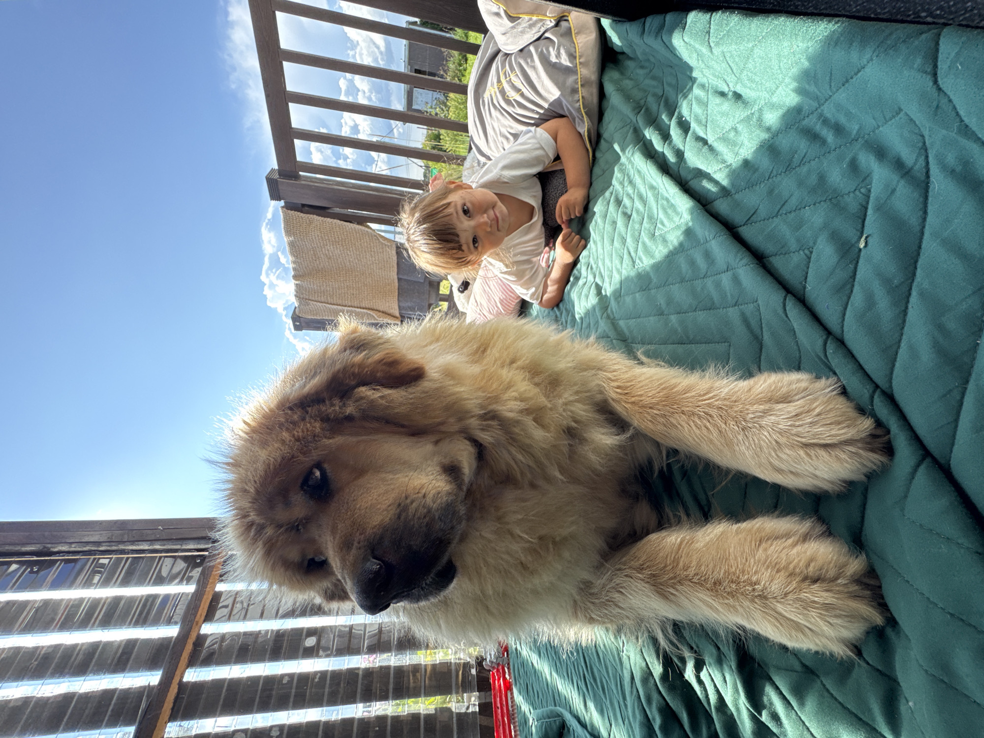 In the city of Kempelevo, Russia, on a sunny day, a large, fluffy, light-brown dog lies on a teal quilted blanket on a wooden porch. The dog is positioned in the foreground, facing left, with its paws resting on the blanket. To the right of the dog, a young child with dark hair and bangs is lying on the same blanket, propped up on pillows and facing the camera. The child wears a white t-shirt. Behind the child, a wooden railing of the porch is visible, with a textured, woven blanket draped over it. The background shows a bright blue sky with scattered white clouds and some vegetation. Sunlight casts shadows across the scene.