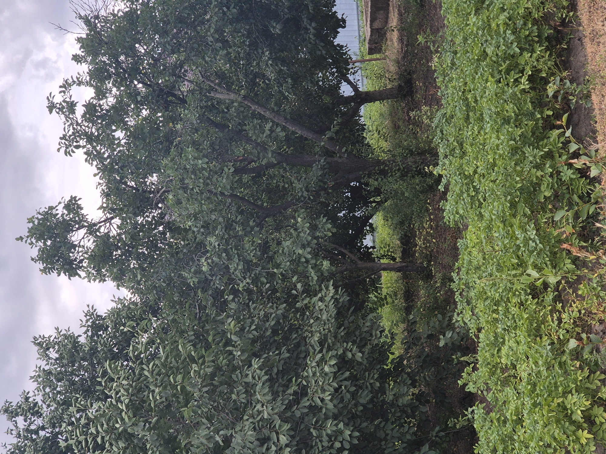 A low-angle, full shot captures a dense thicket of green trees and foliage under a cloudy, overcast sky. In the foreground, a field of low-lying green plants, possibly potato plants, stretches across the frame. Behind the field, the trunks of several trees are visible, with their branches and dense green leaves dominating the middle ground and upper portion of the image. The trees are varied in size and density, with some appearing thicker and more mature than others. To the right of the trees, a pale blue fence runs horizontally, and a large, weathered, rectangular concrete block is situated in the lower right corner. The scene suggests an outdoor, rural or semi-rural environment, potentially a garden or orchard, located in the city of Sozonivka, Ukraine.