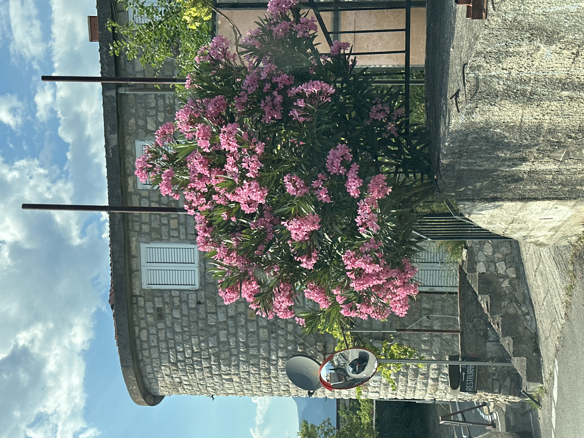 The image captures an outdoor scene in Blizikuće, Montenegro, featuring a building constructed of stone blocks. A lush pink oleander bush is in full bloom, positioned in front of the building and obscuring parts of it. Two windows with white louvered shutters are visible on the stone structure. Two dark poles stand in front of the building, partially obscured by the oleander.
In the foreground, a convex traffic mirror is mounted on a pole. The mirror reflects a portion of the street and possibly a car. A sign with text is visible below the mirror, oriented vertically. The sign appears to be green with white lettering and possibly includes an arrow pointing downwards. Some steps made of stone are also visible to the right of the oleander, leading upwards along the side of the building or a wall.
The sky is blue with scattered white clouds, suggesting it is daytime. The overall atmosphere is that of a warm, sunny day in a Mediterranean setting. The vegetation and stone architecture are characteristic of a coastal or hillside village. No people are clearly visible in the image. The focus is on the natural beauty of the blooming flowers, the traditional building materials, and the practical elements of the street environment. The visible text on the sign likely indicates a direction to a "RESTAURANT" based on the partial letters and common signage.