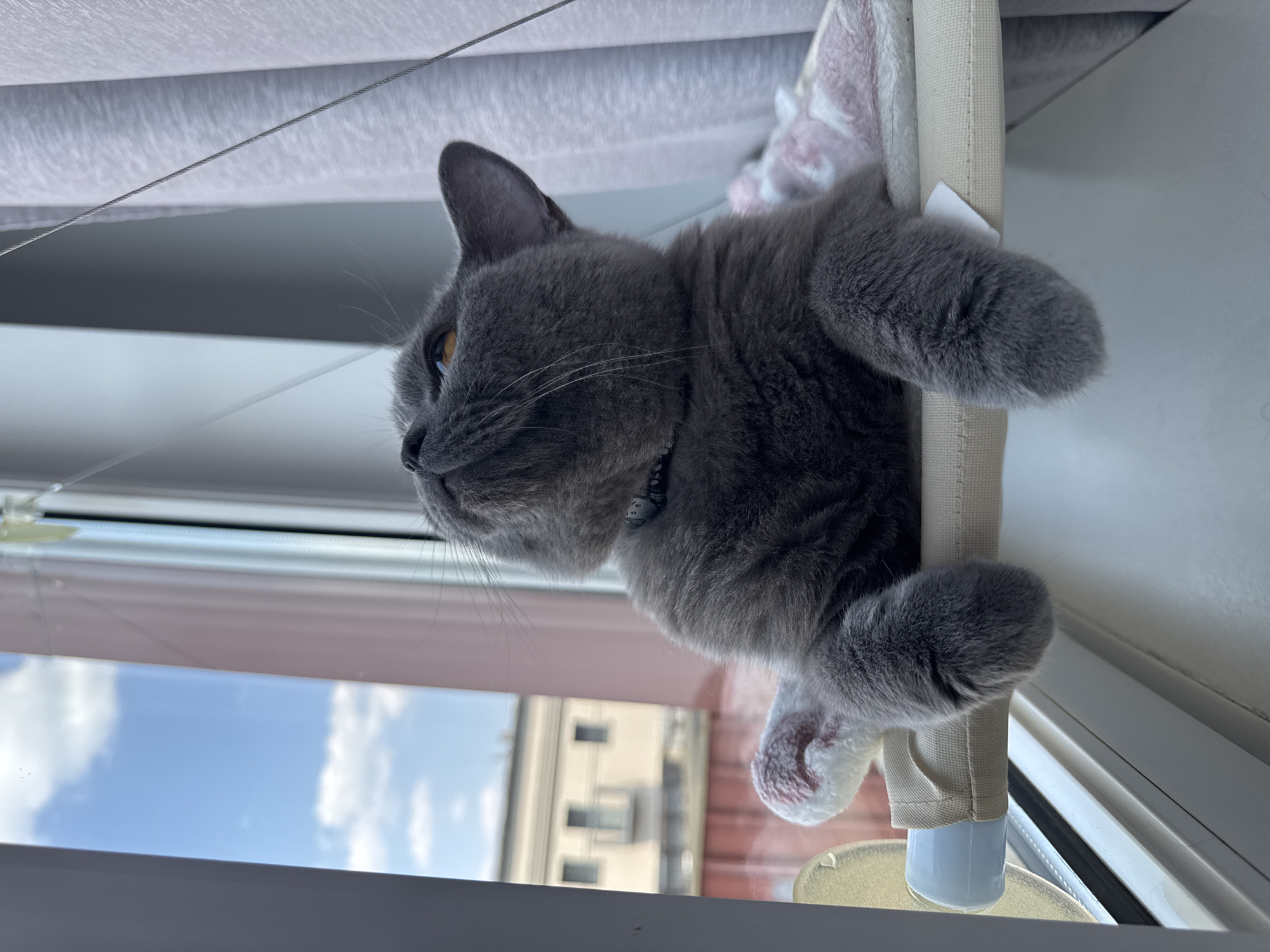 A British Shorthair cat with dark gray fur and amber eyes is looking upwards, perched on a window hammock. The cat's front paws are resting on the edge of the hammock, with one paw clearly visible and extended. The hammock is made of beige fabric and attached to a window frame. Behind the cat, a window reveals a clear blue sky with white clouds and buildings in the distance. To the right of the cat, sheer gray curtains are partially visible. The scene appears to be indoors, by a window, likely in a residential setting.