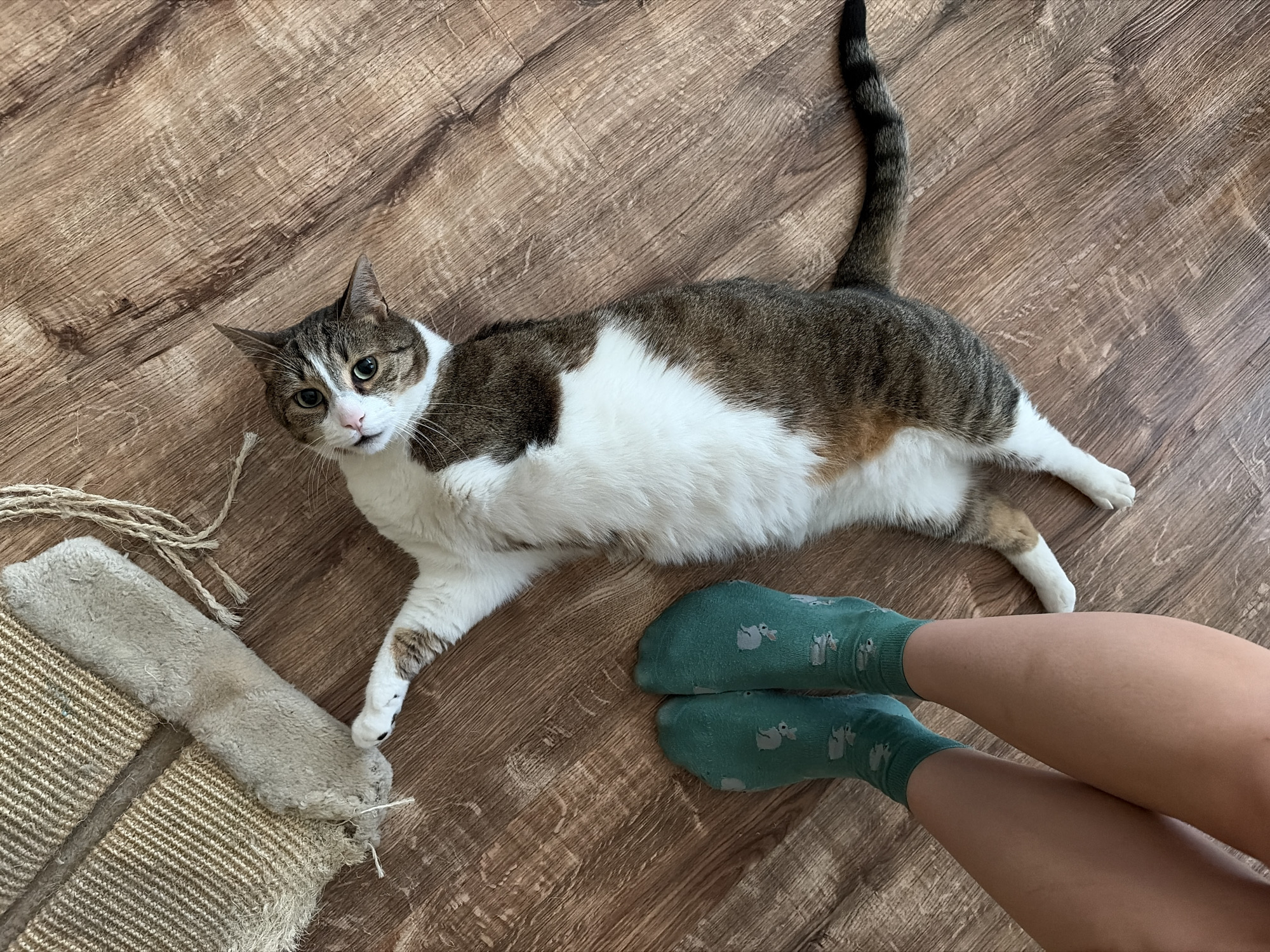 An overhead, full shot captures a domestic short-haired cat lying on its back on a brown wood-grain floor. The cat is primarily white with brown tabby markings on its head, back, and tail. Its paws are extended, and one front paw is touching a beige and tan scratching post. The cat's eyes are wide and green, and its mouth is slightly open. To the left of the cat, a pair of legs wearing green socks with a white squirrel pattern are visible. The scene is lit by overhead lighting, casting soft shadows on the floor. The environment appears to be indoors, possibly a home.
