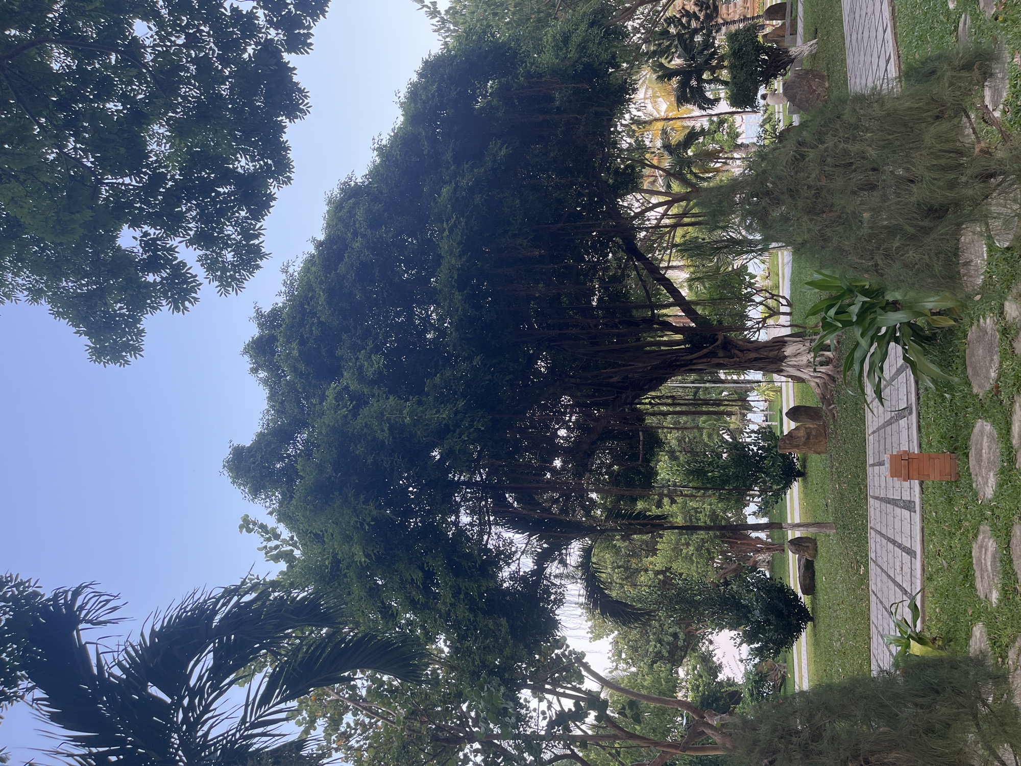 This image depicts a serene park scene in Nha Trang, Vietnam. In the foreground, a pathway made of gray square pavers with scattered circular stone stepping stones winds through lush green grass. To the right of the pathway, a small, conical evergreen tree stands prominently. Beyond this, a large, ancient banyan tree with cascading aerial roots dominates the center of the frame, its dense canopy a vibrant green against the pale blue sky. The background reveals more trees, including palm trees with yellow fronds, suggesting a tropical or subtropical climate. Several large, weathered rocks are strategically placed throughout the grassy areas, adding to the natural aesthetic. In the distance, a body of water, likely the sea, is visible, with a few indistinct figures dotting the shoreline. The overall atmosphere is one of tranquility and natural beauty.